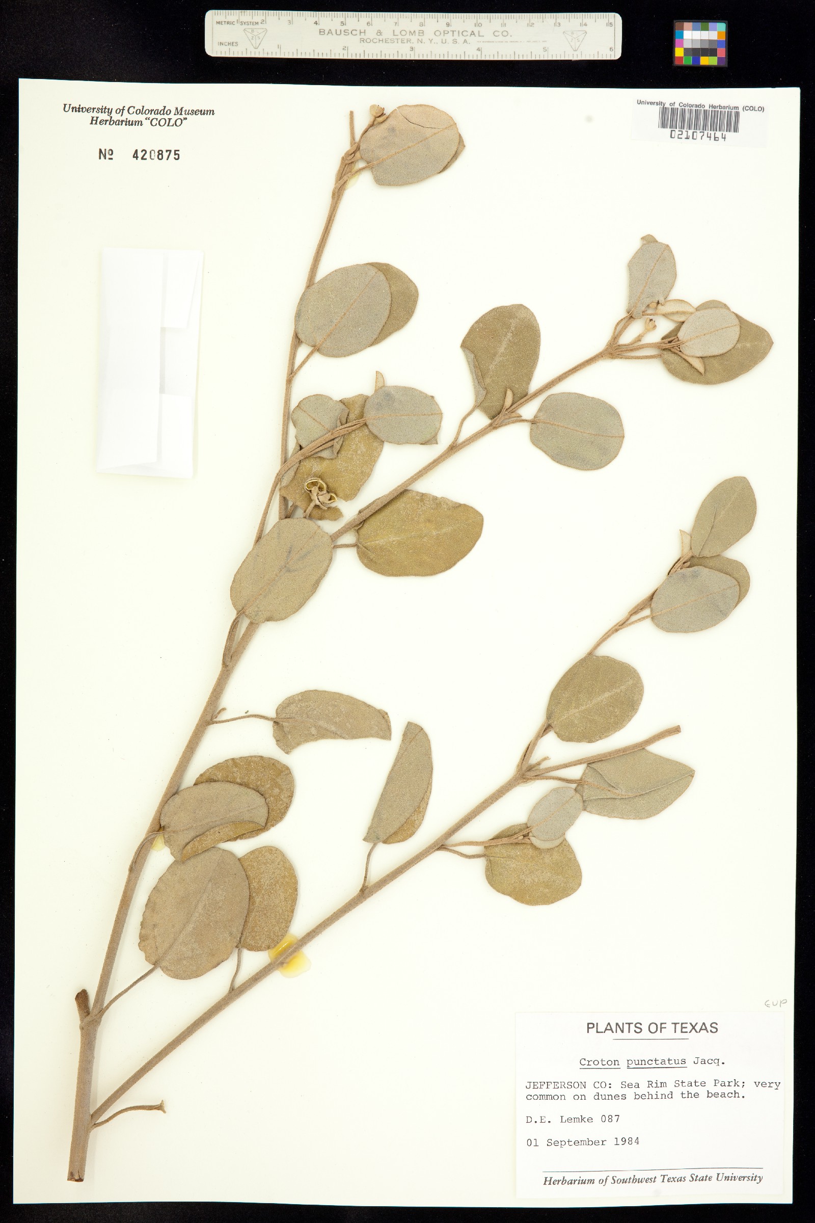 Croton punctatus image