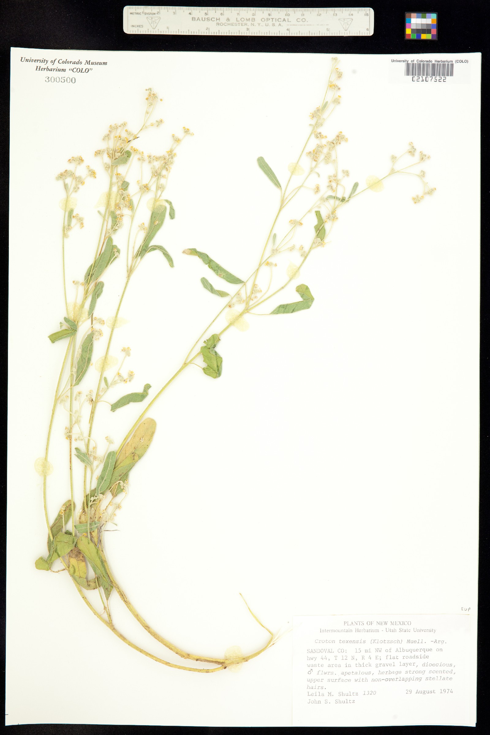 Croton texensis image