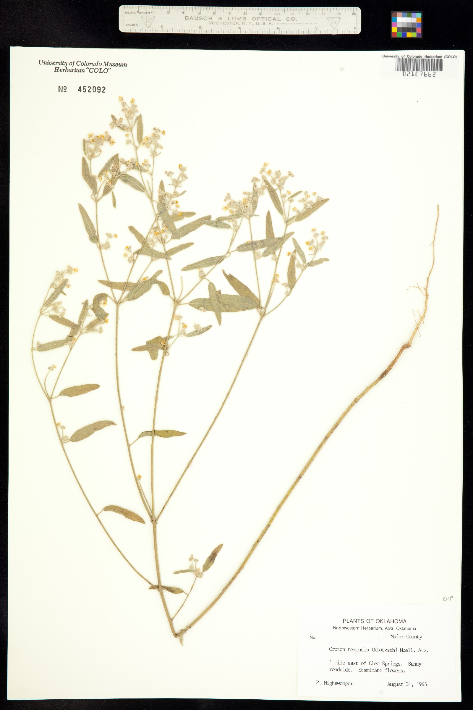 Croton texensis image