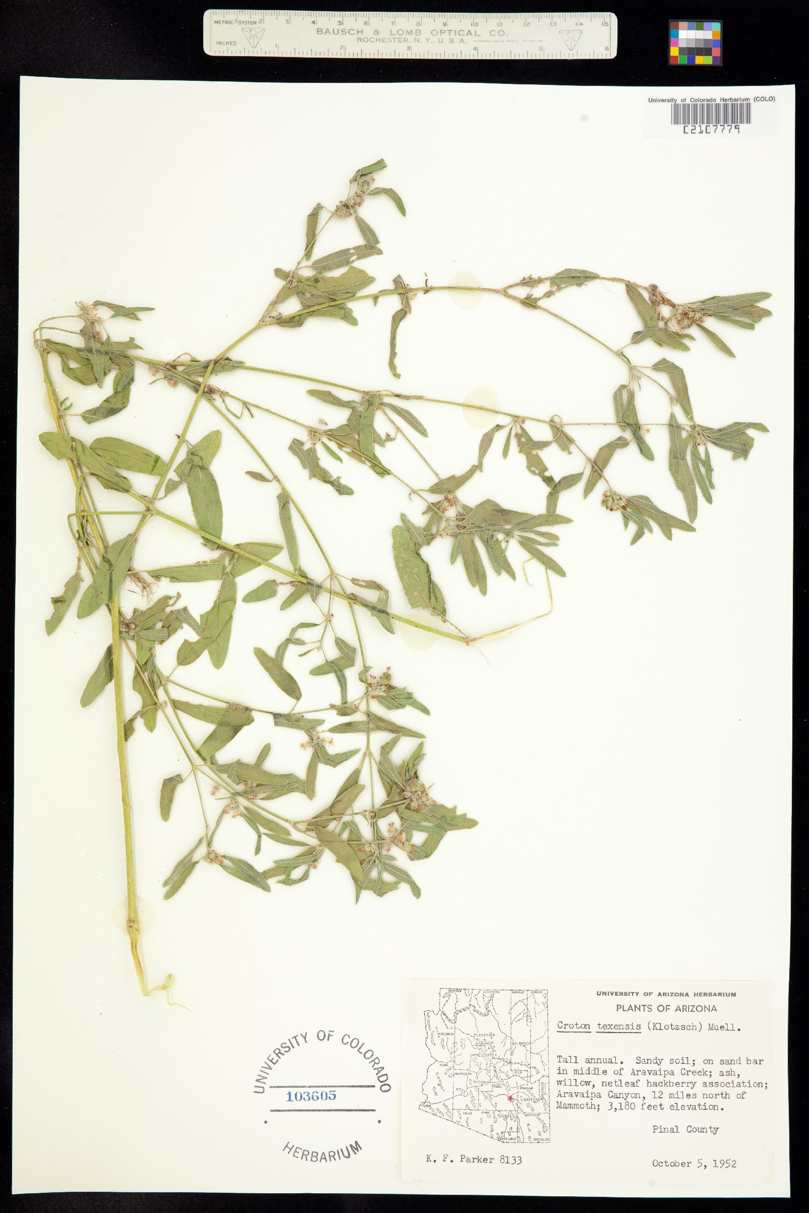 Croton texensis image