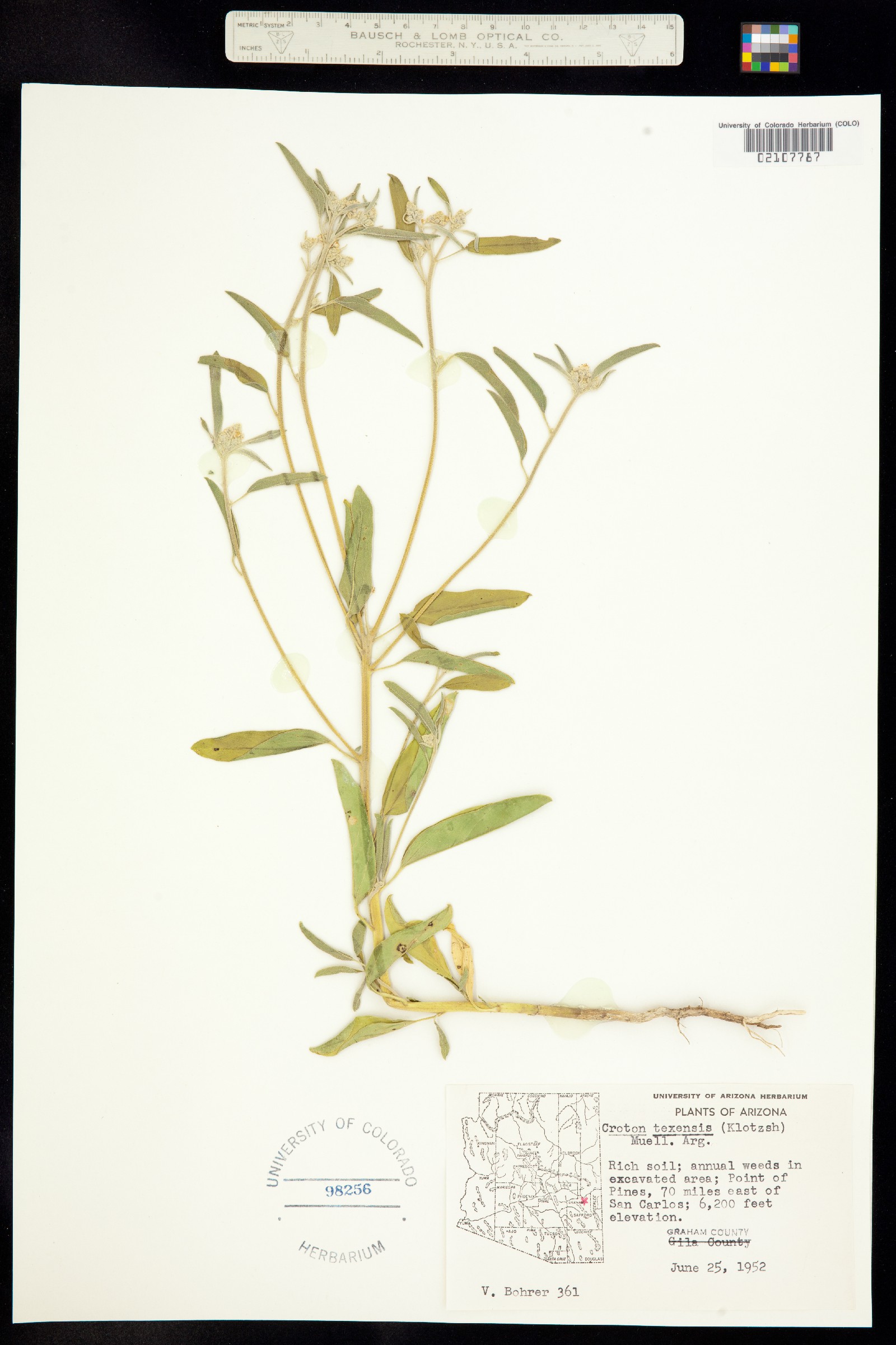 Croton texensis image