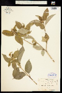 Image of Croton cortesianus