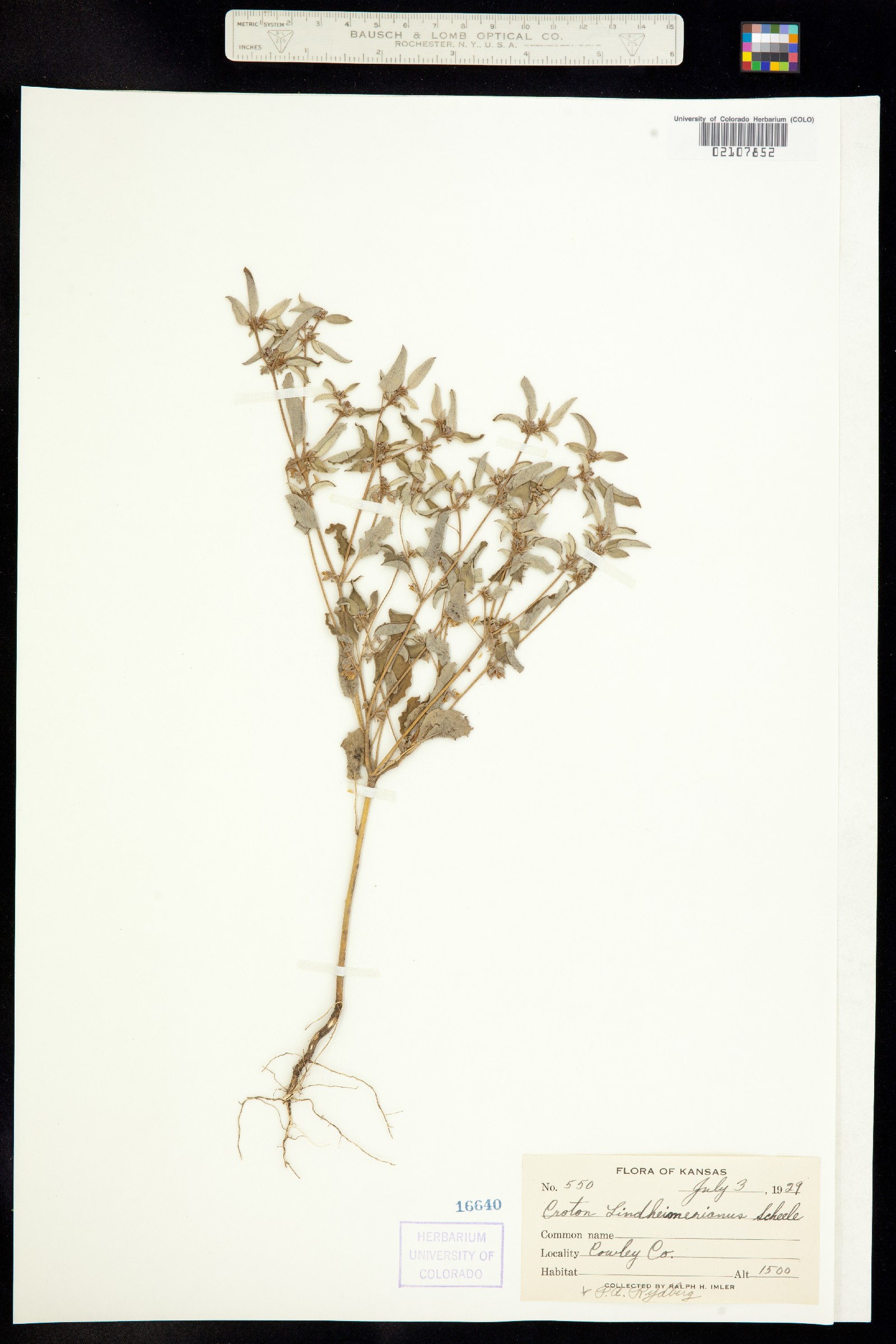 Croton lindheimerianus image