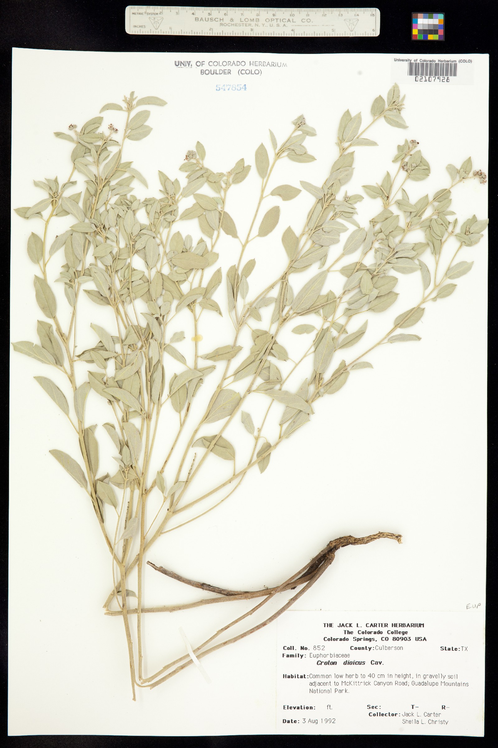 Croton dioicus image