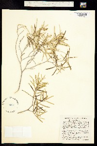 Image of Croton lobatus