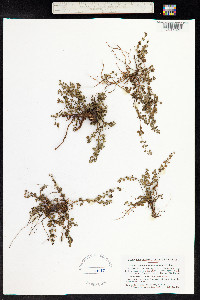 Image of Croton microcarpus