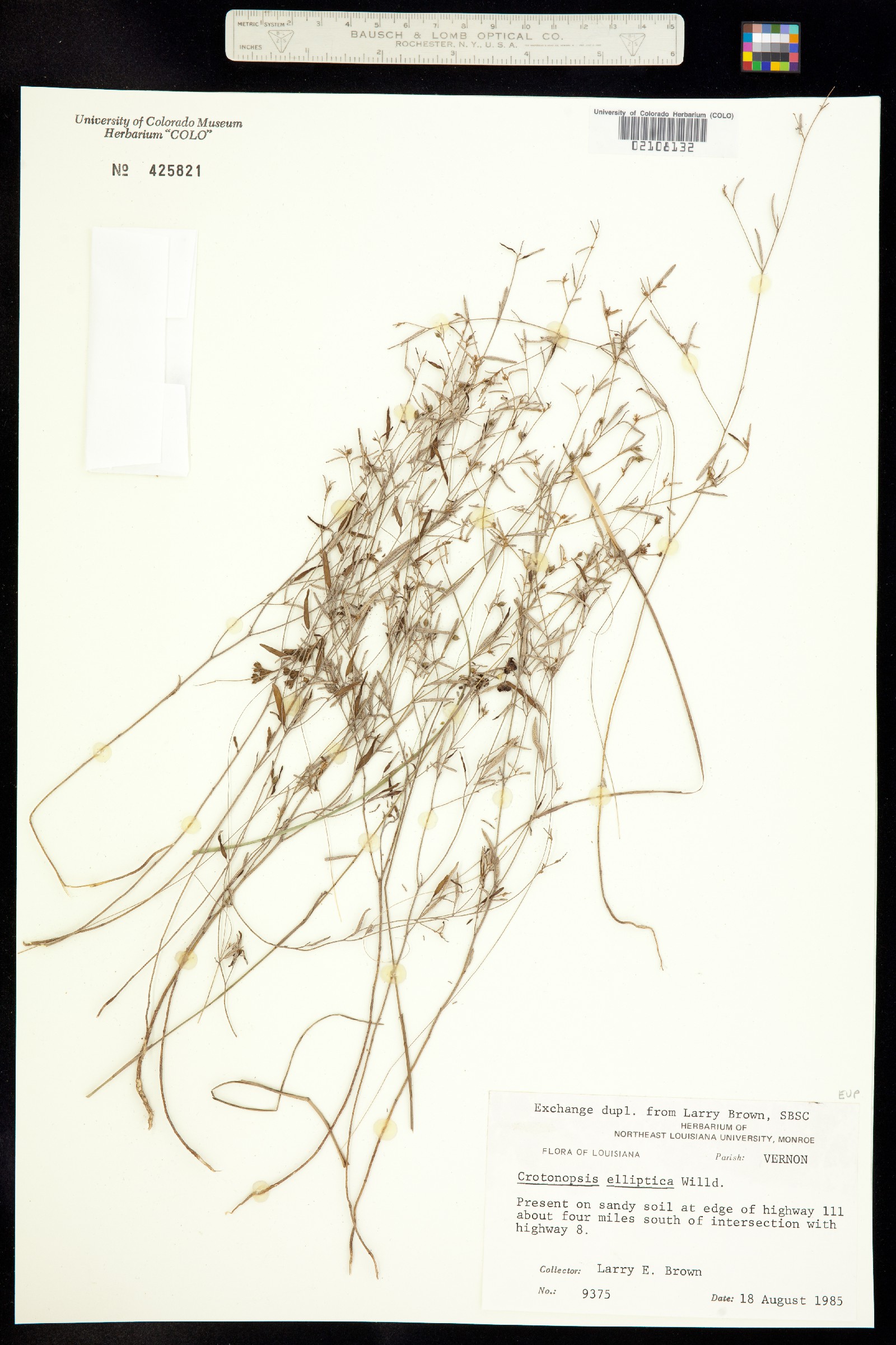 Croton michauxii var. elliptica image