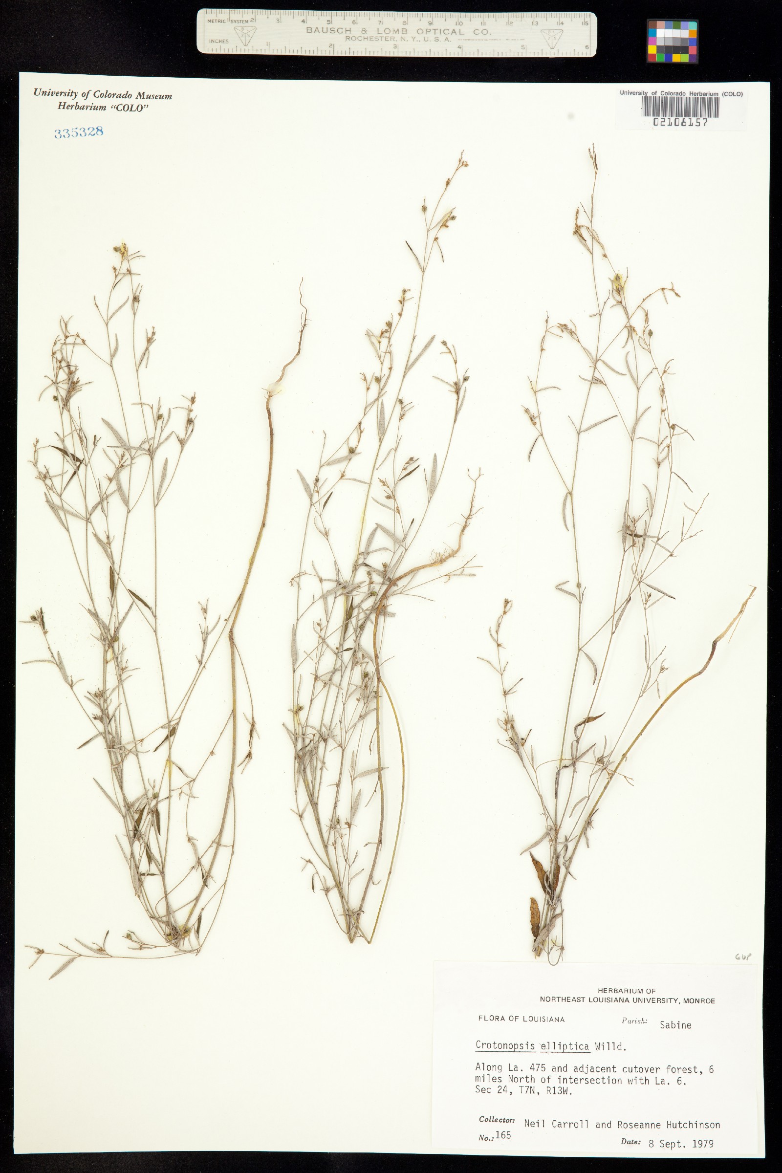 Croton michauxii var. elliptica image