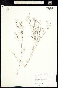 Croton michauxii var. elliptica image