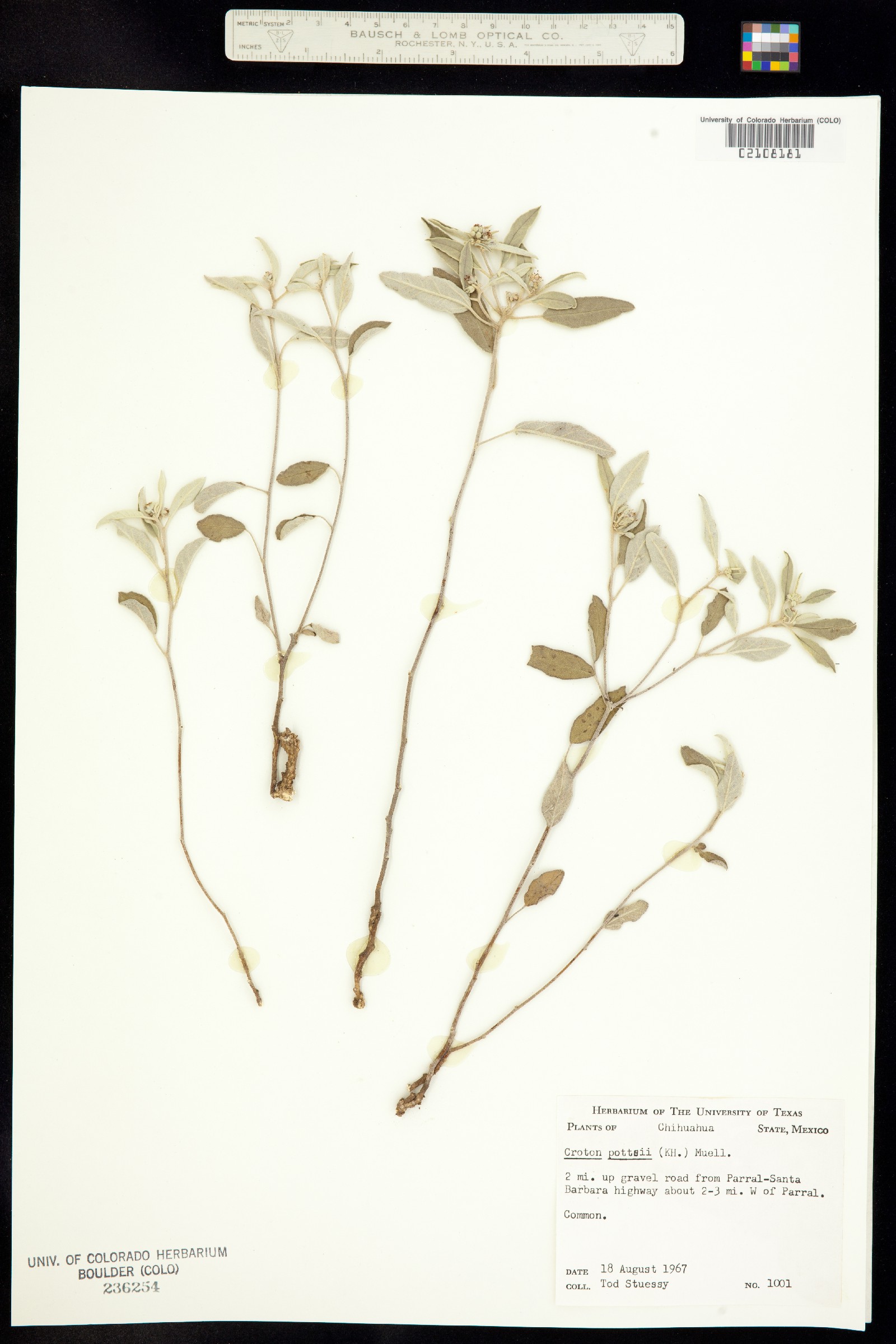 Croton pottsii image