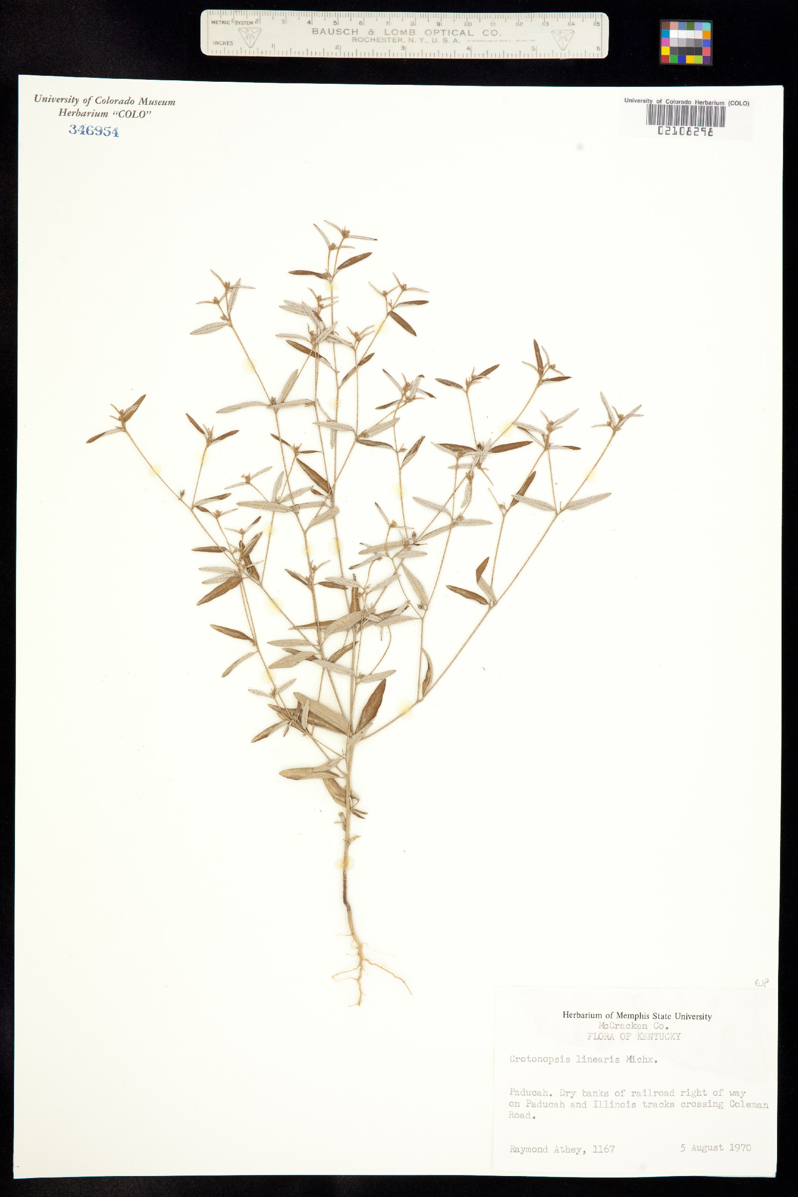 Croton linearis image