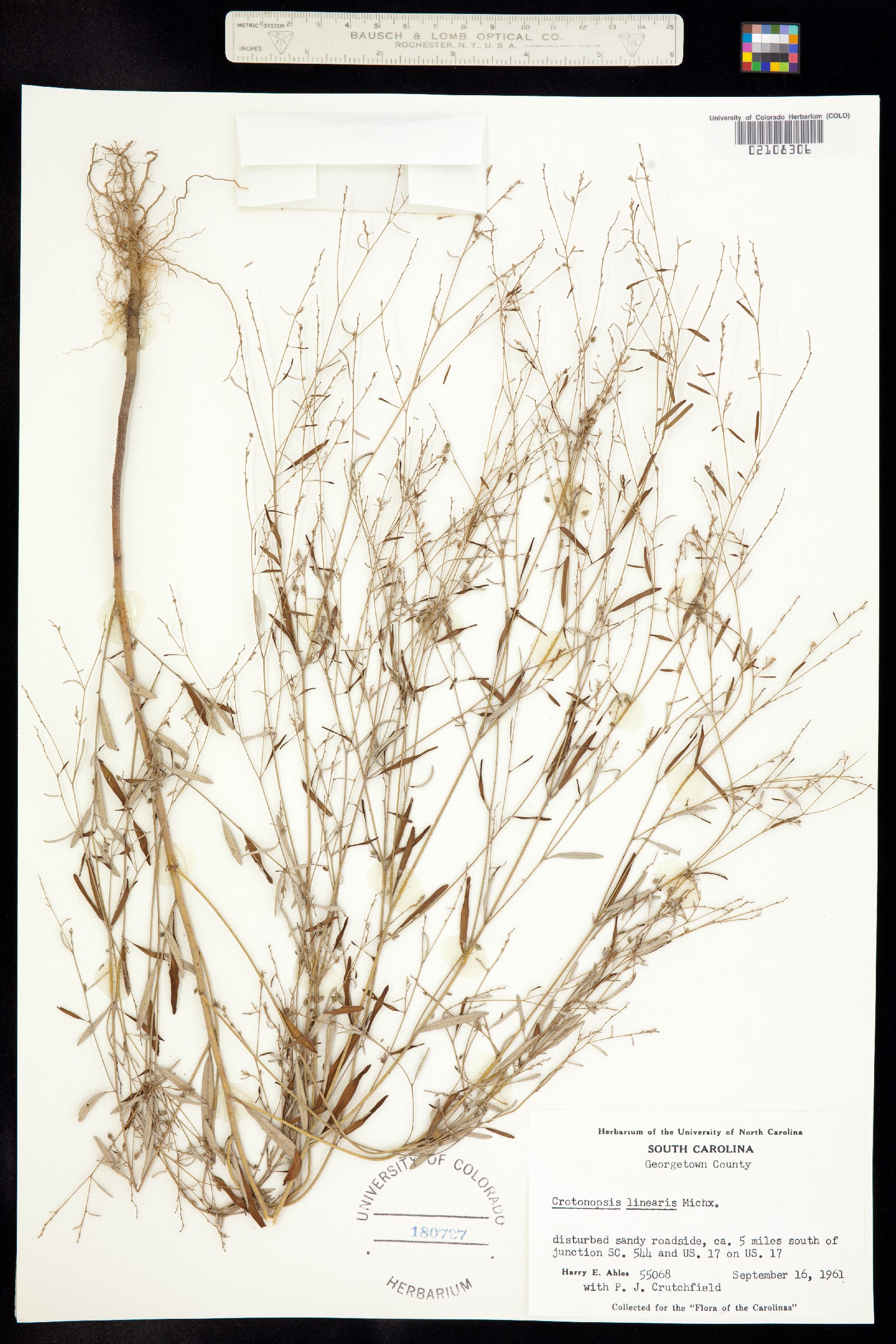 Croton linearis image
