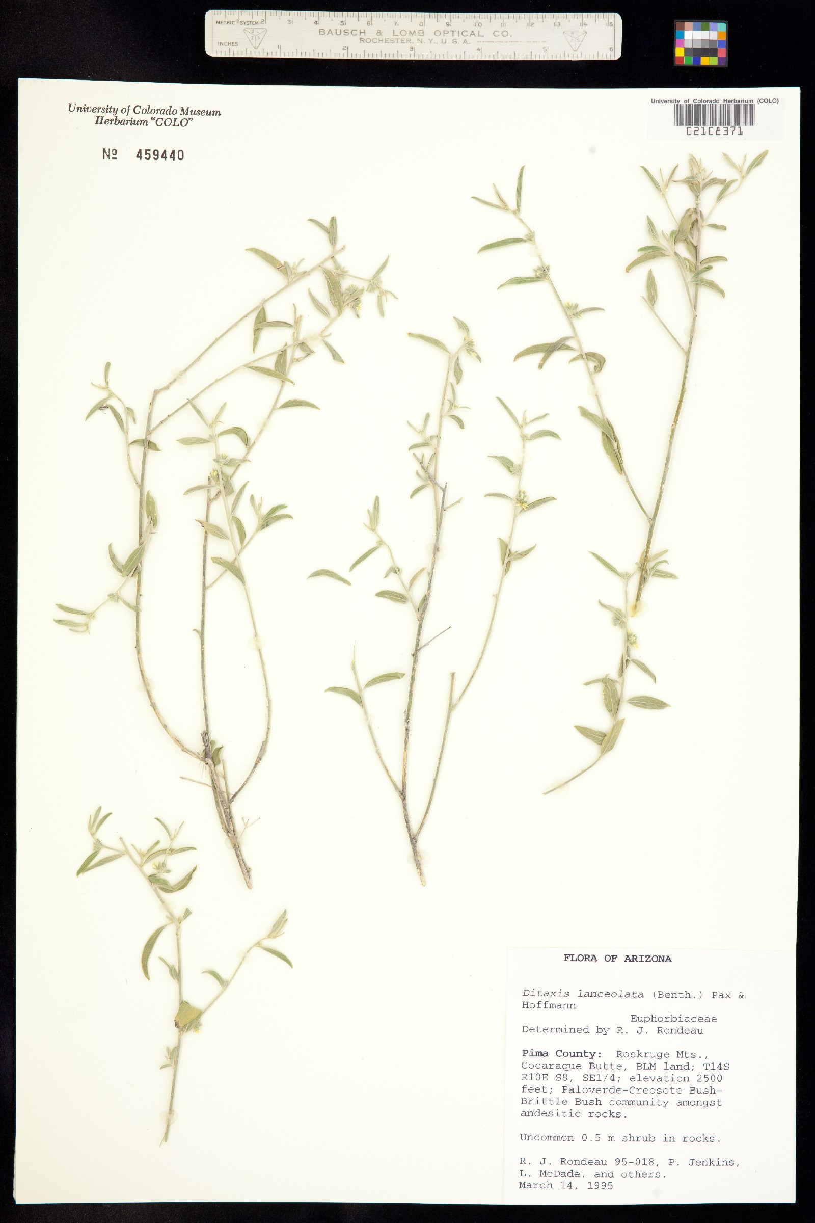 Ditaxis lanceolata image