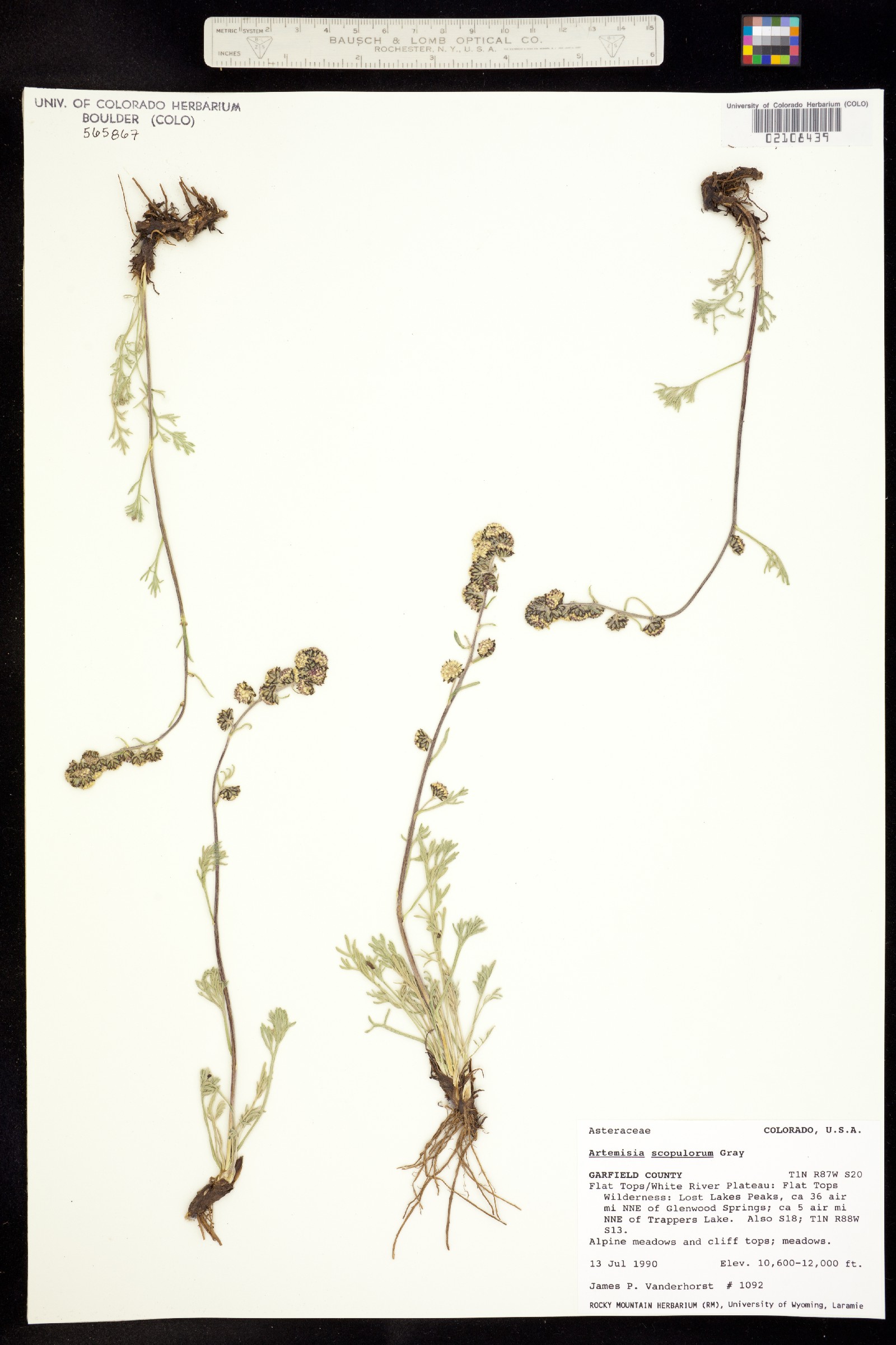 Artemisia scopulorum image