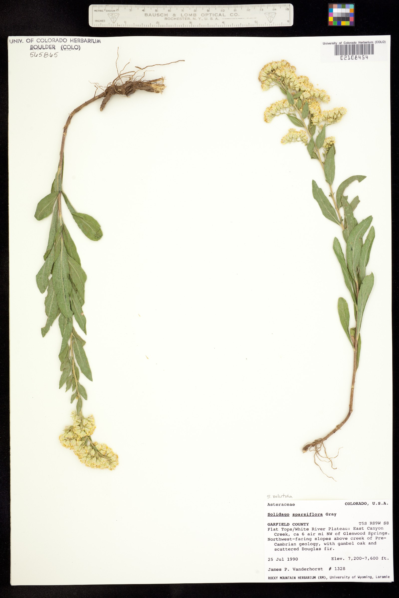 Solidago velutina ssp. sparsiflora image