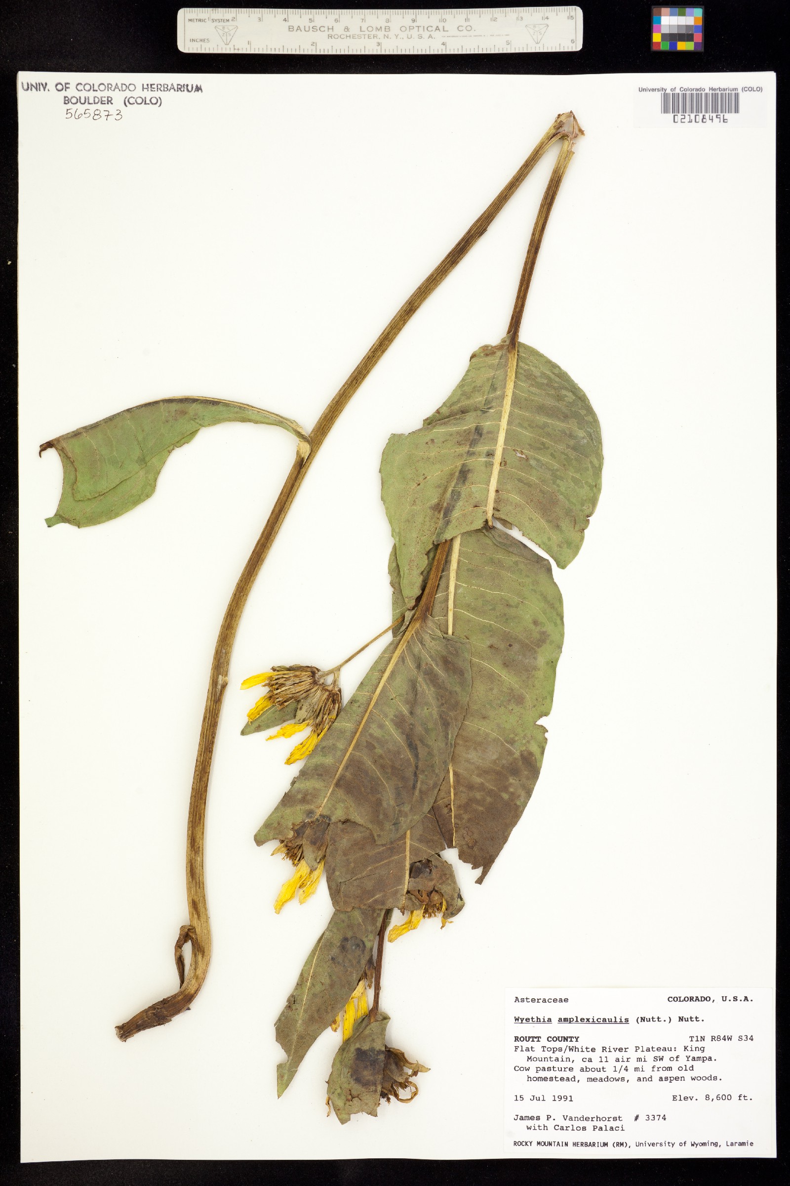 Wyethia amplexicaulis image