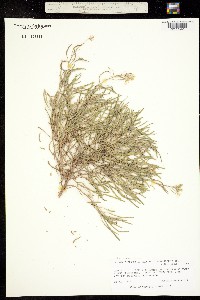 Nerisyrenia camporum image