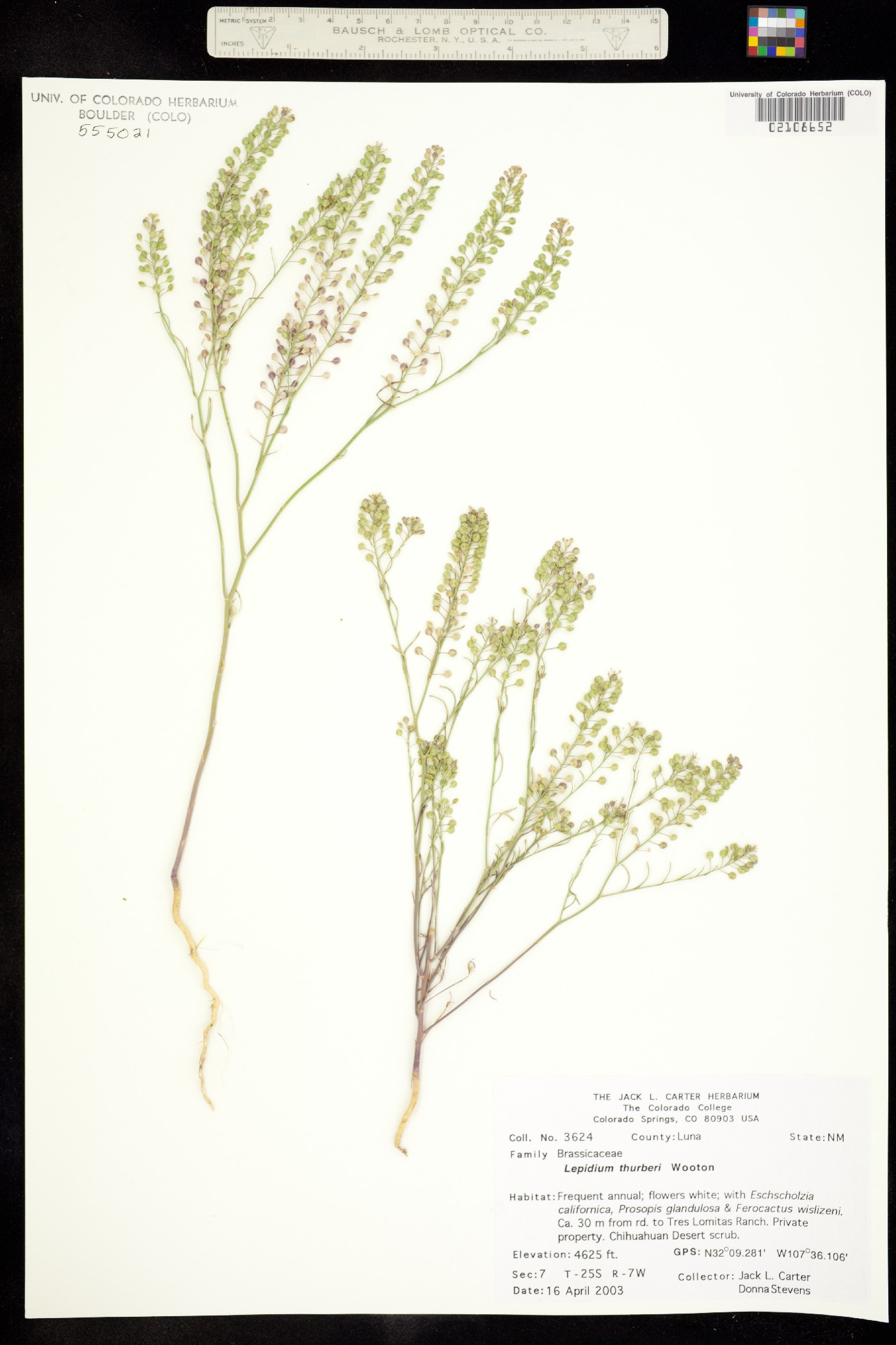 Lepidium thurberi image
