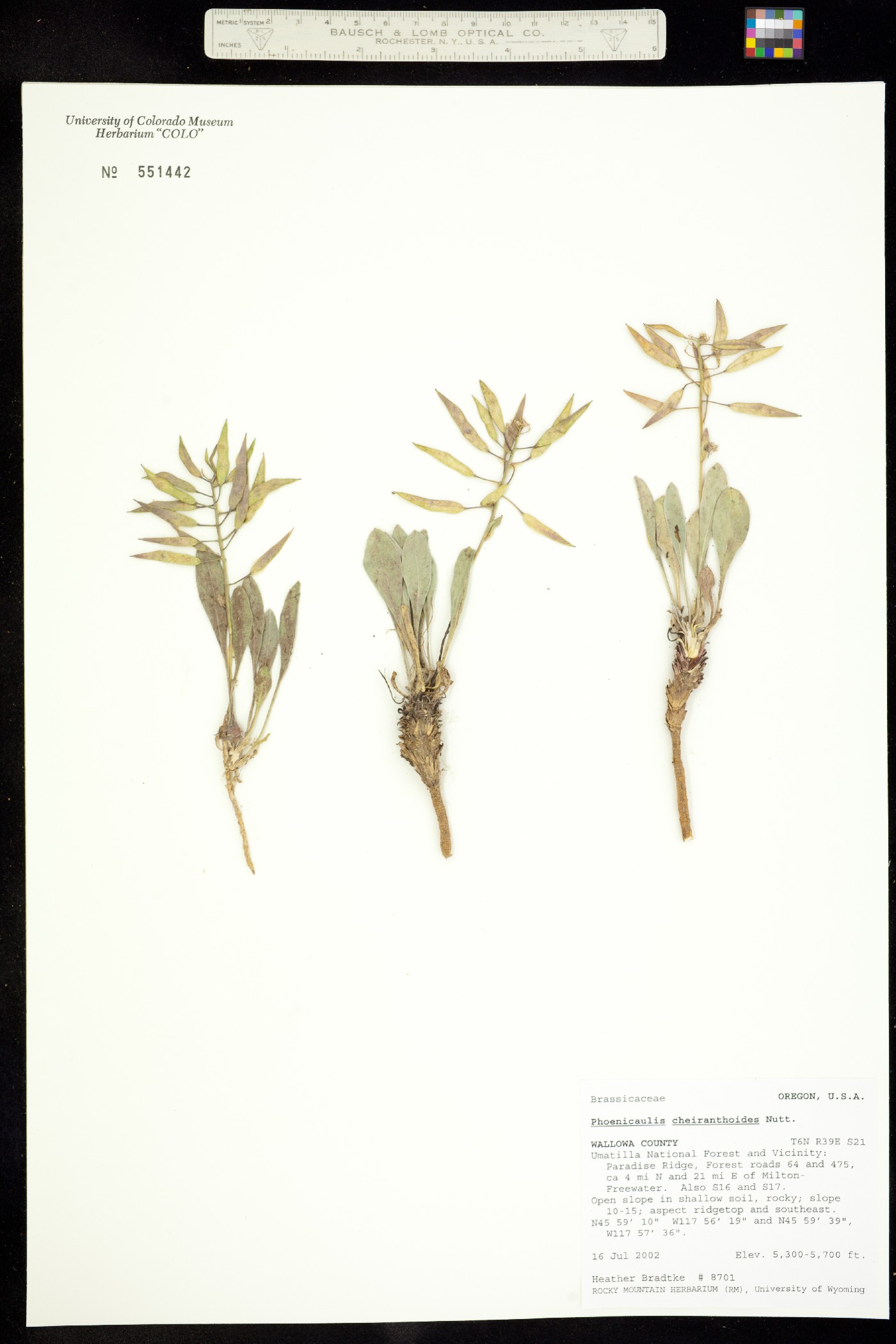 Phoenicaulis cheiranthoides image