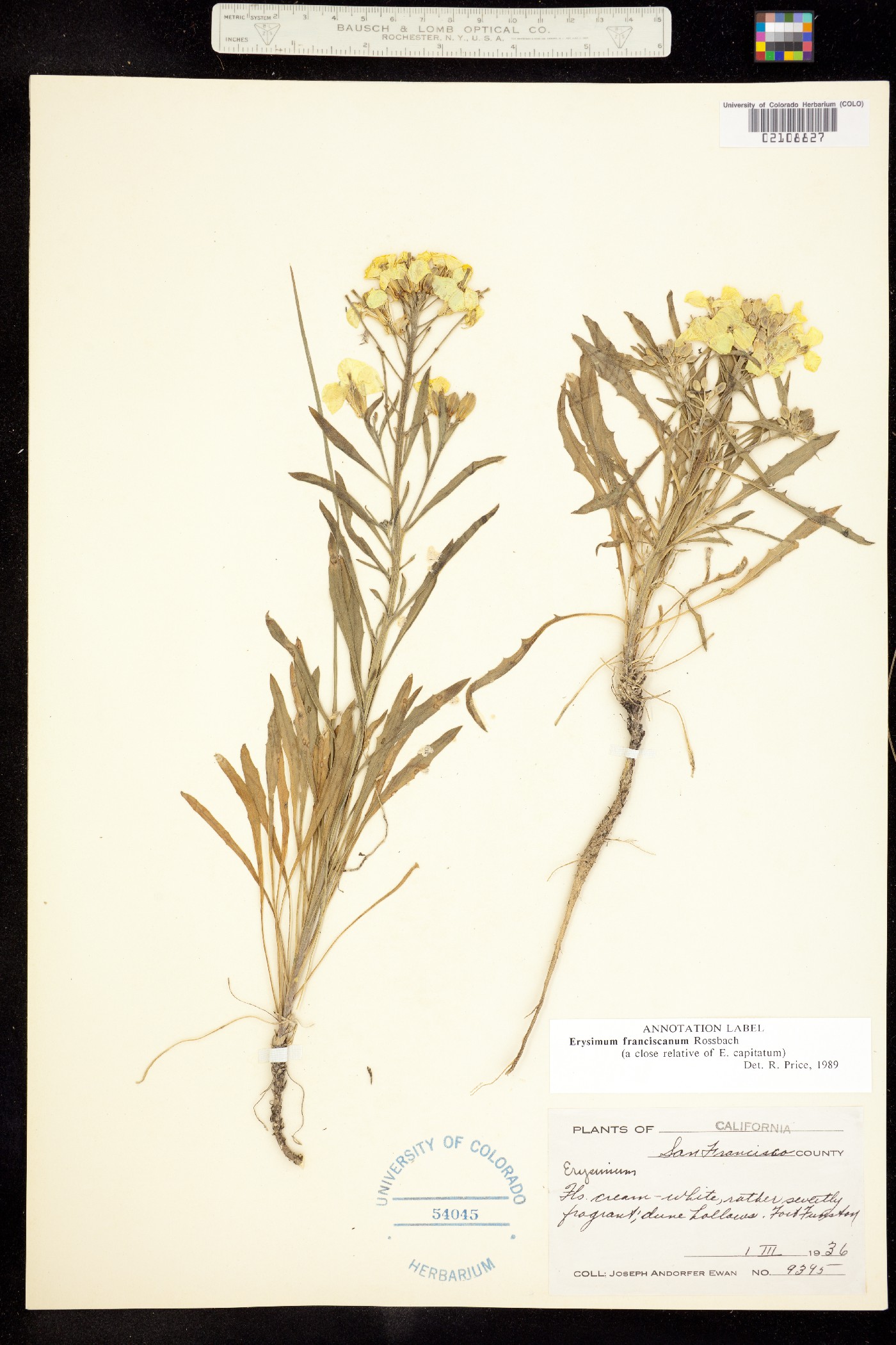 Erysimum franciscanum image