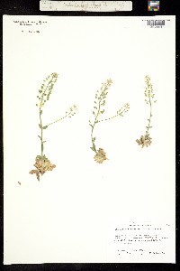 Schivereckia doerfleri image