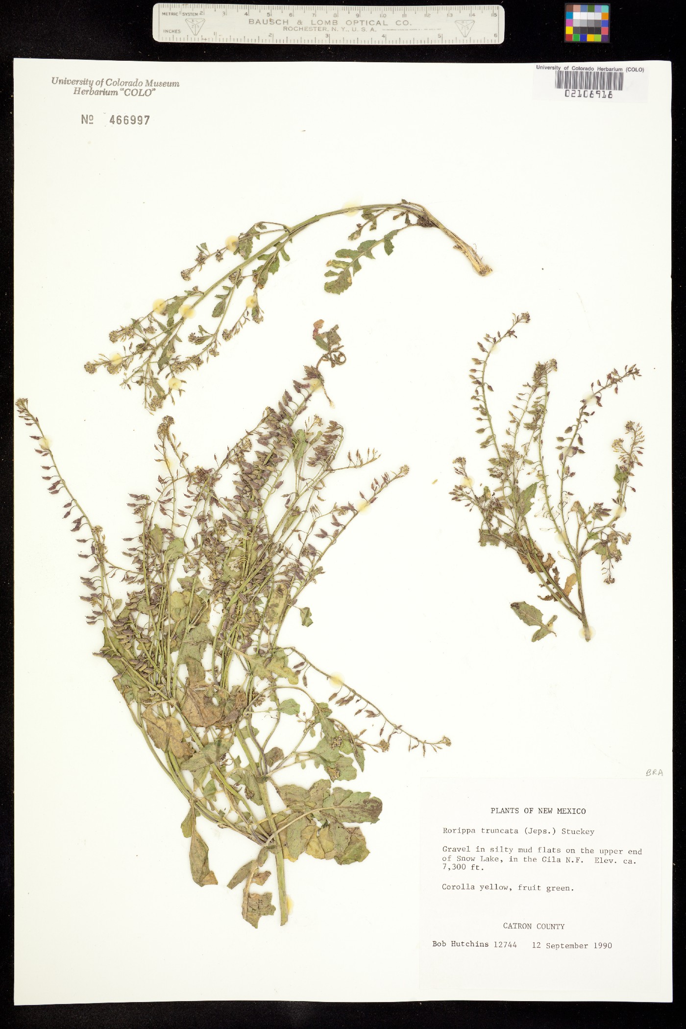 Rorippa curvipes image