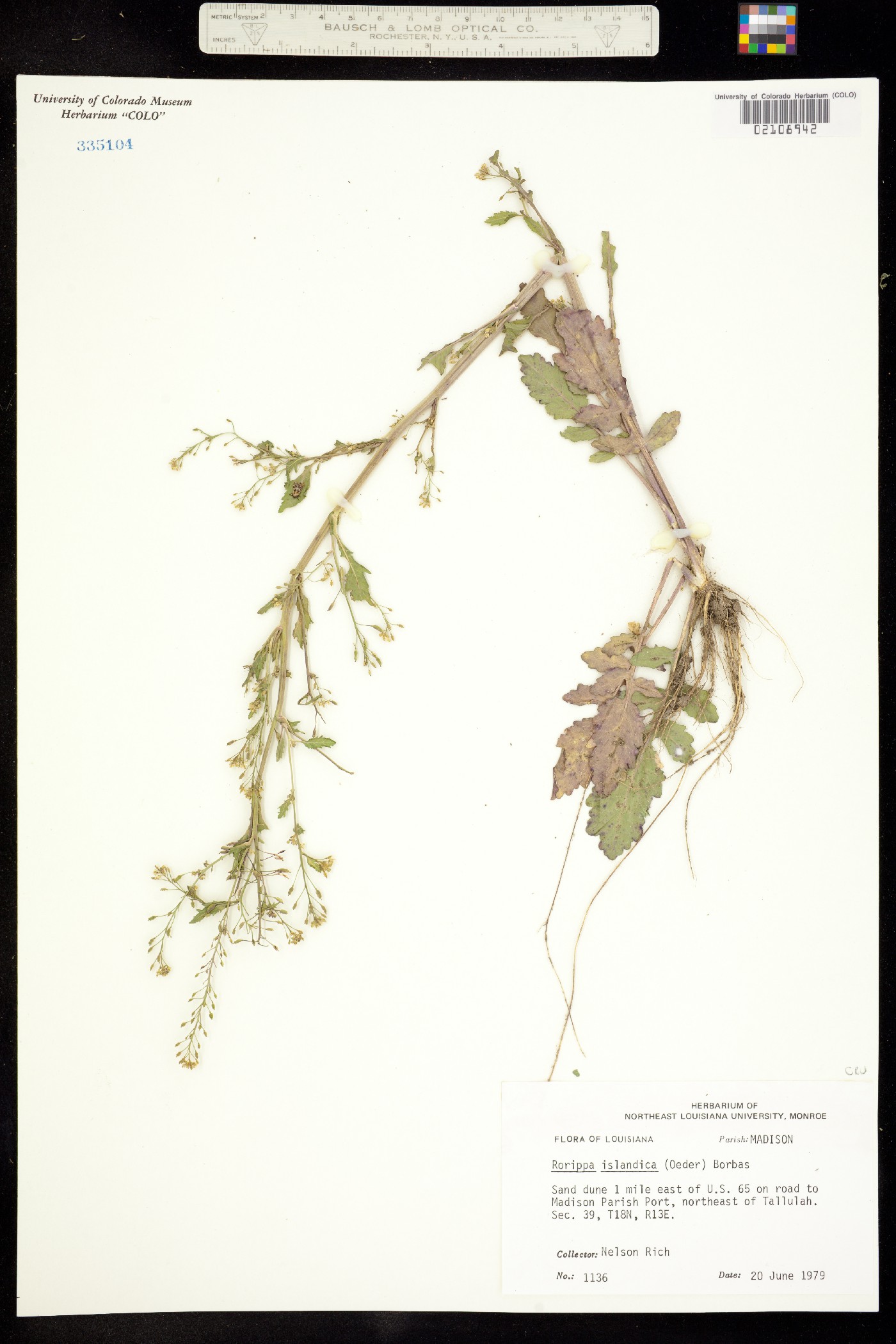 Rorippa teres image
