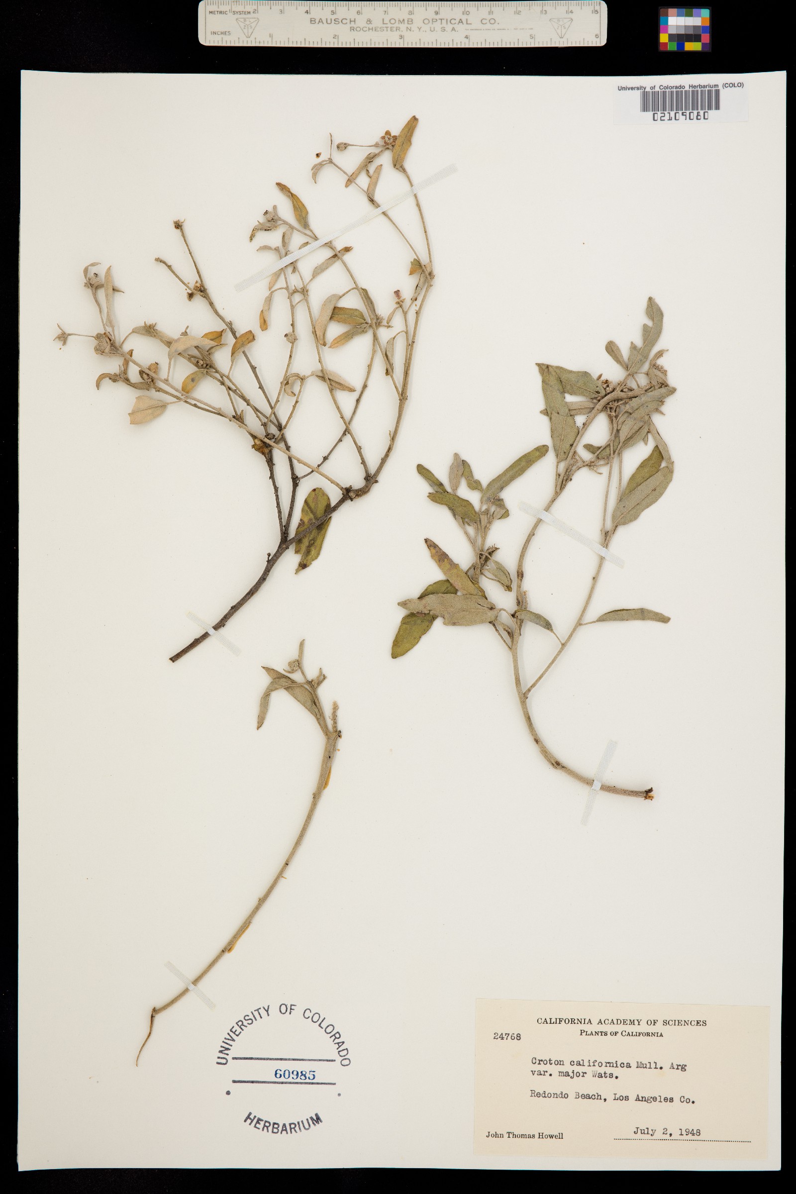 Croton californicus image