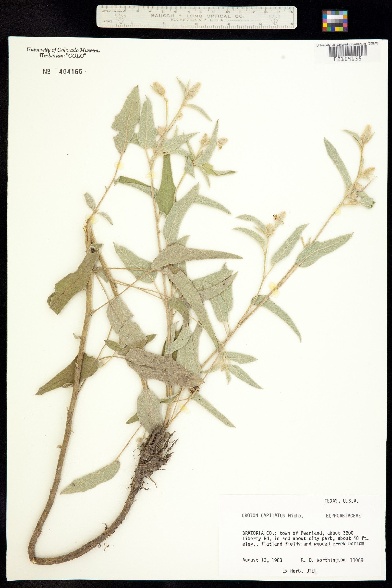 Croton capitatus image