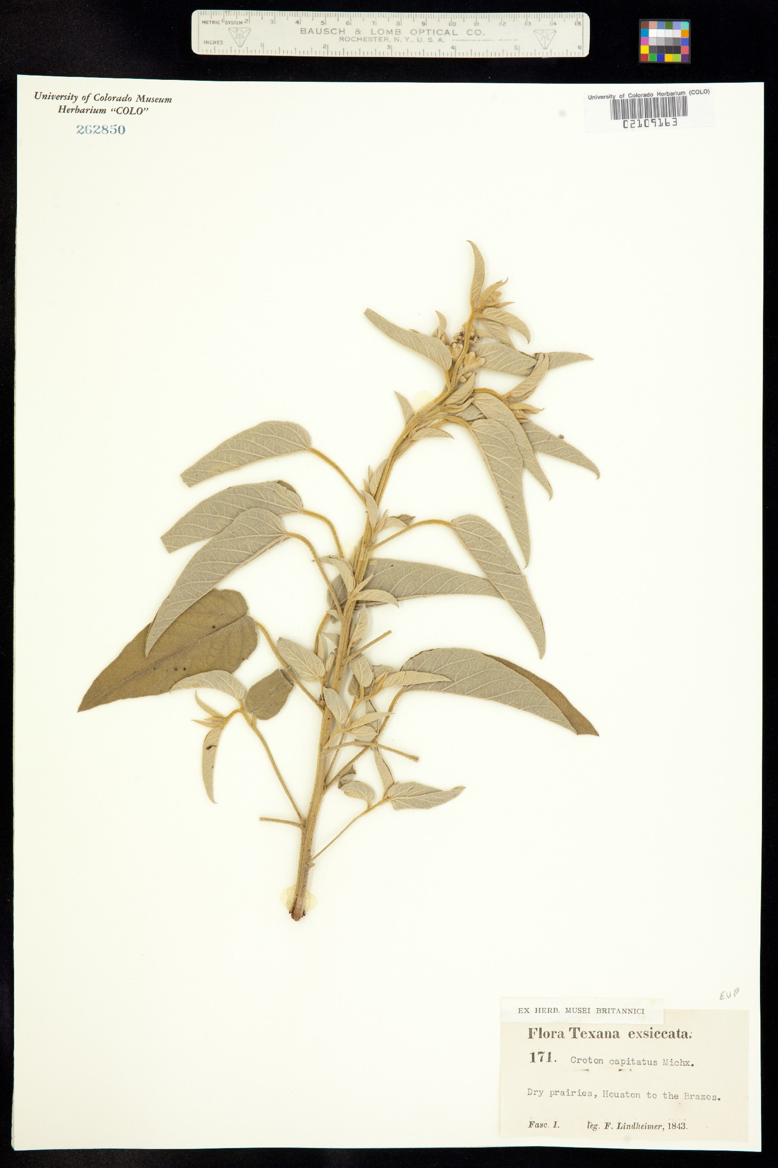 Croton capitatus image