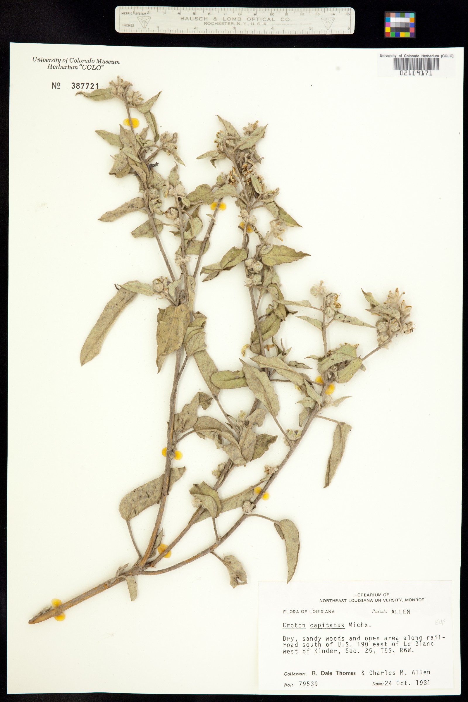 Croton capitatus image