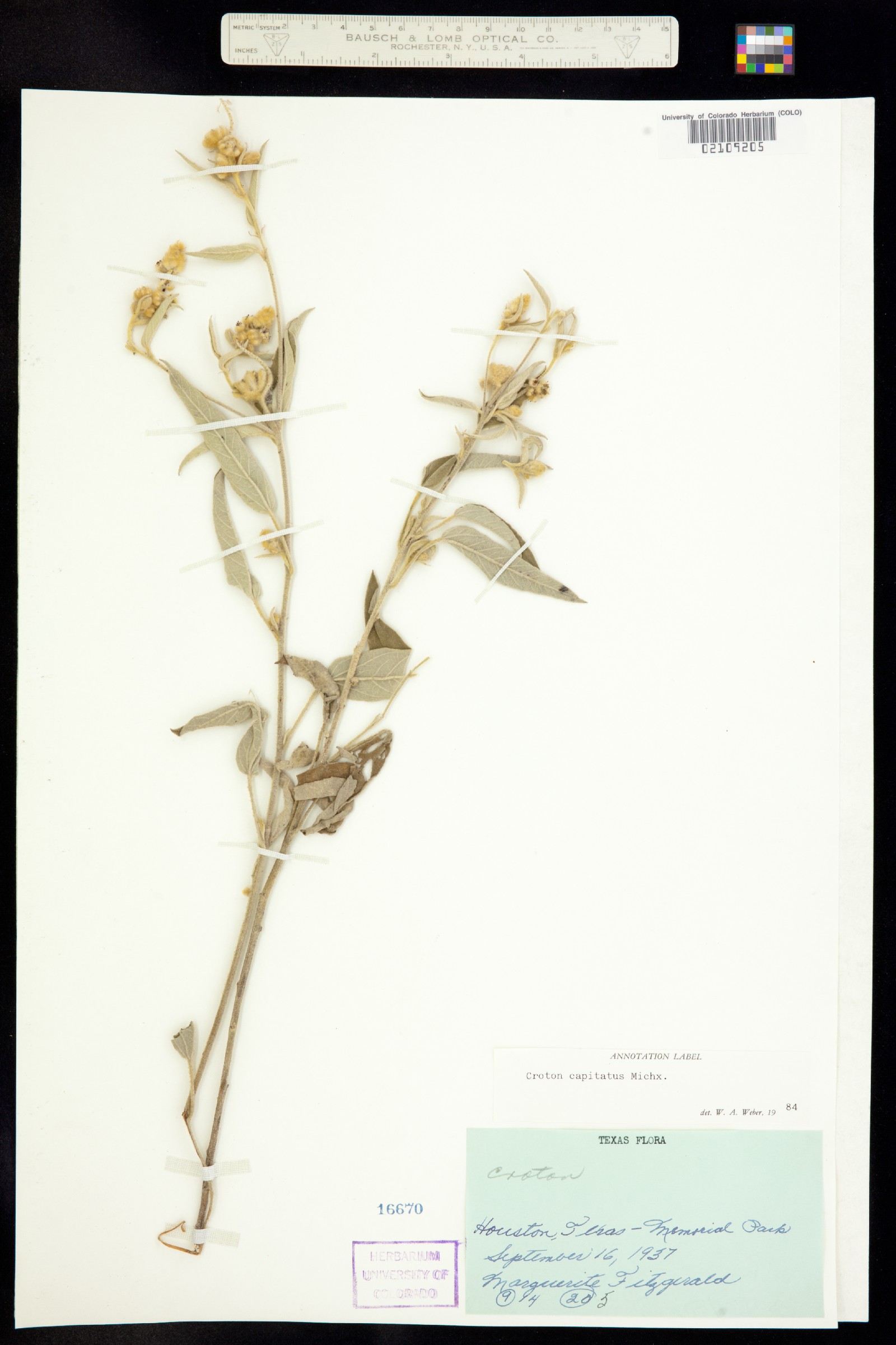 Croton capitatus image