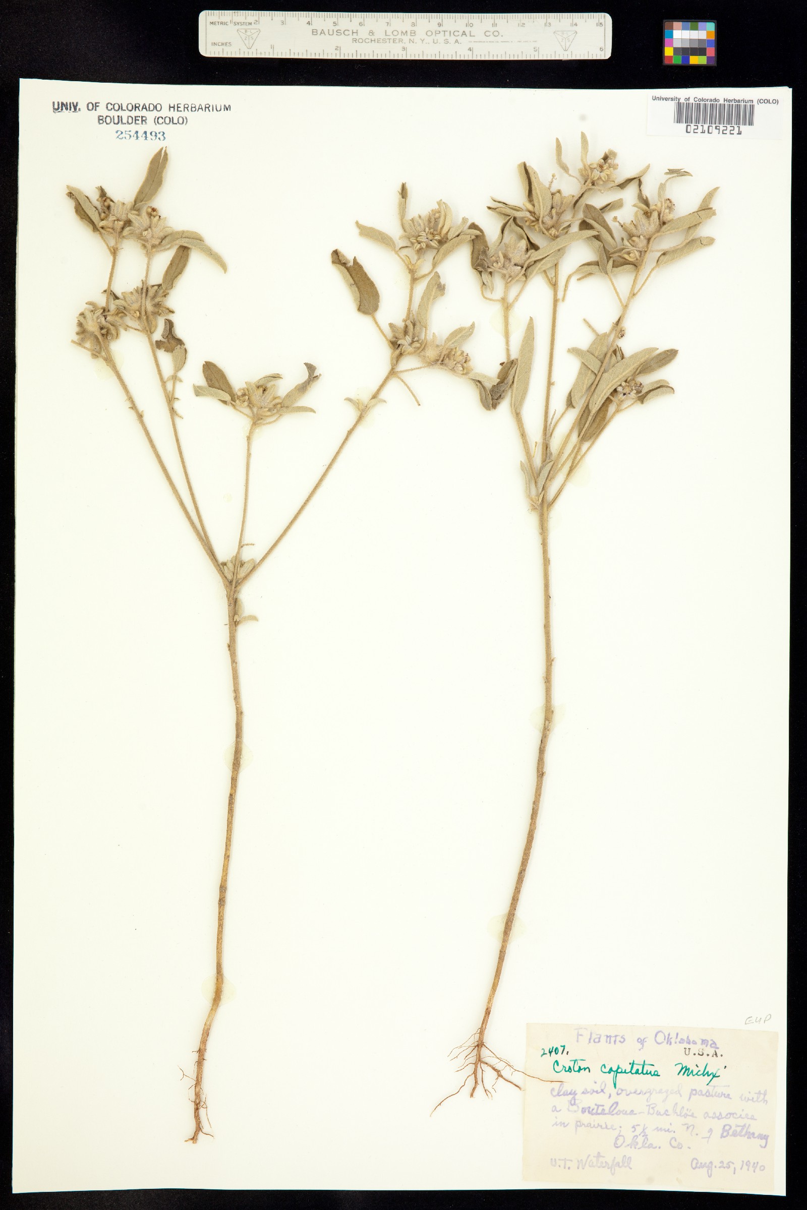 Croton capitatus image
