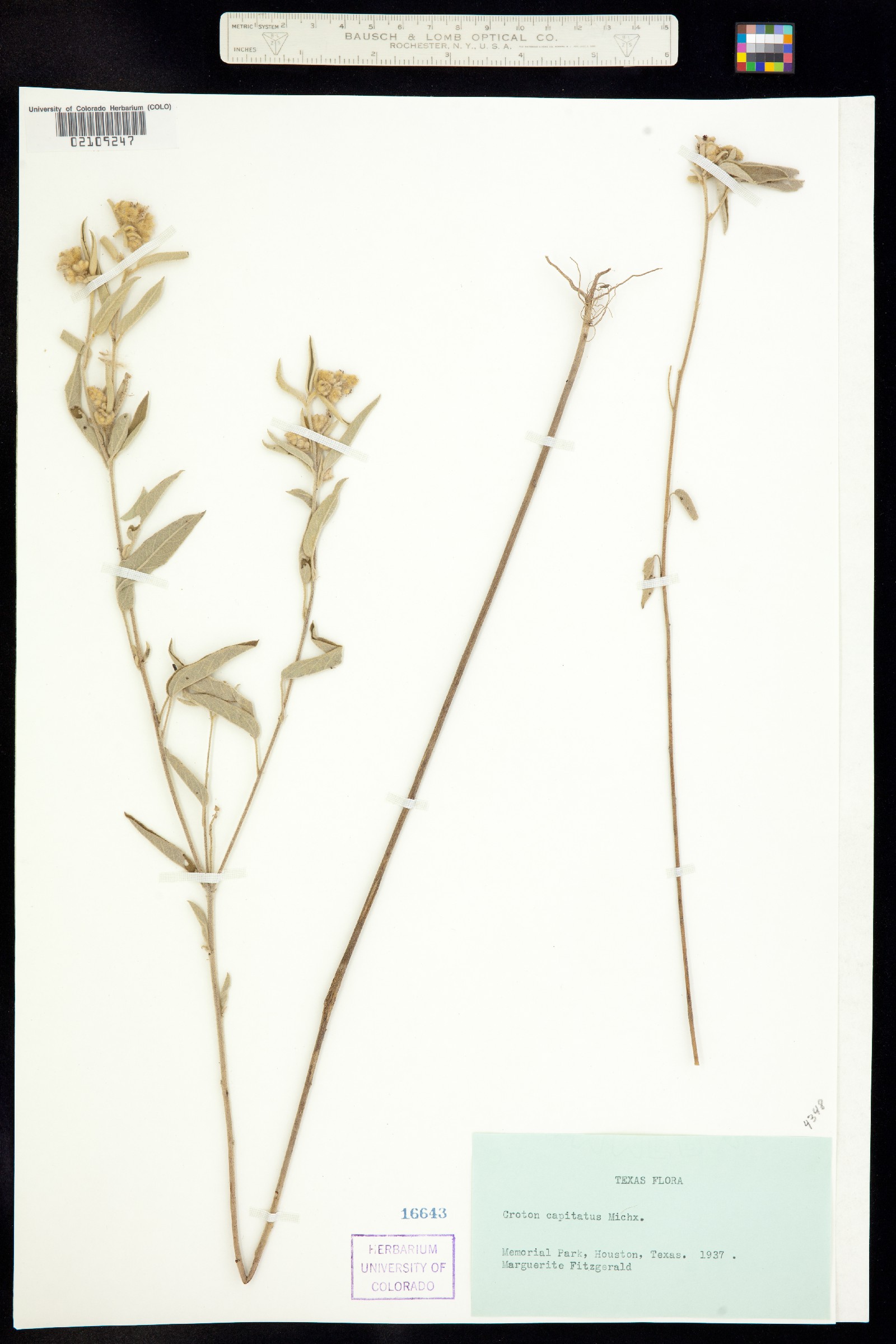 Croton capitatus image