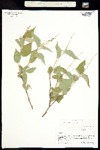 Croton fragilis image