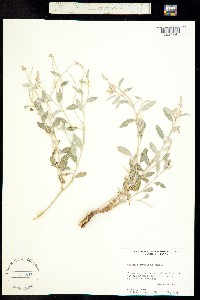 Croton pottsii var. pottsii image