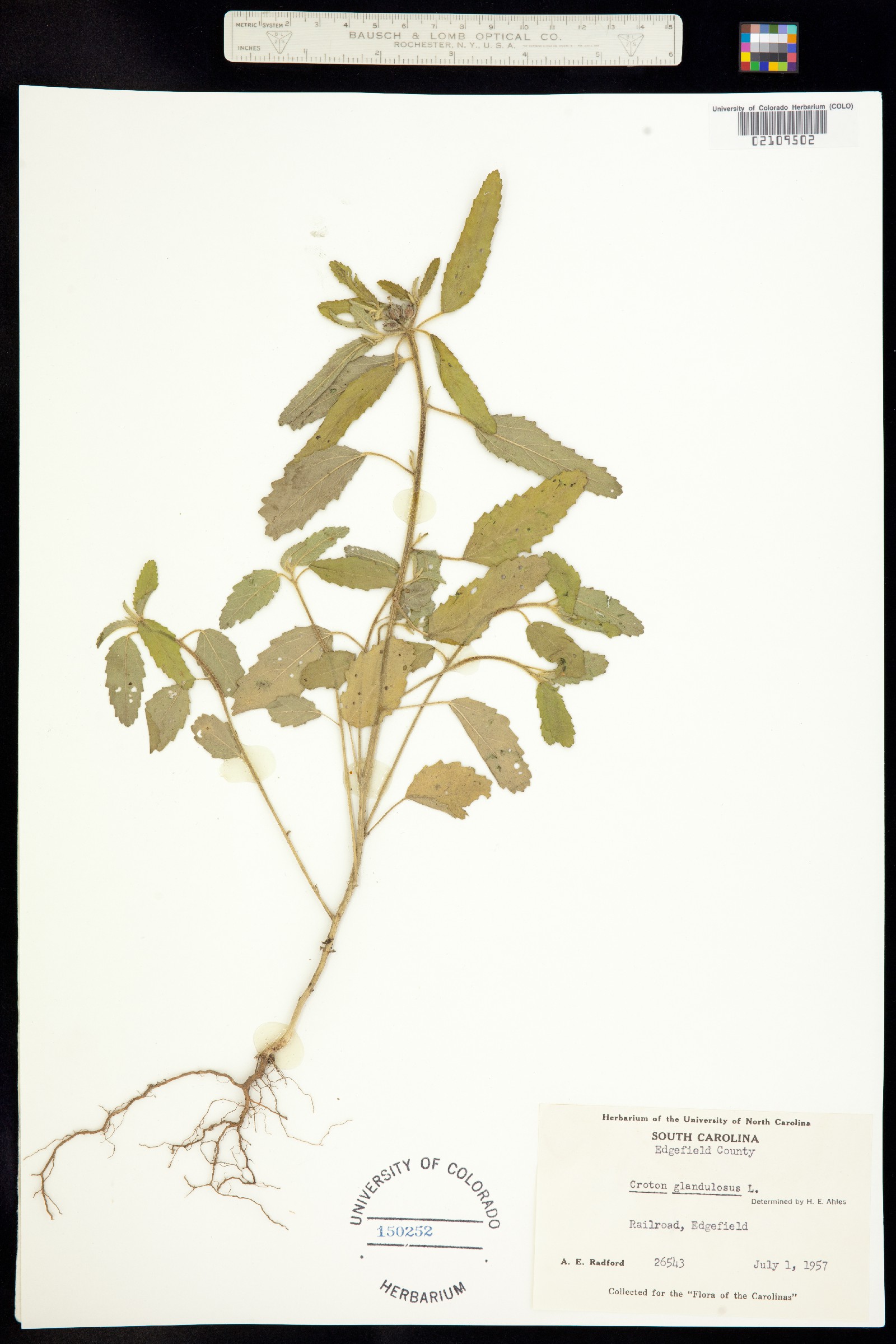 Croton glandulosus image