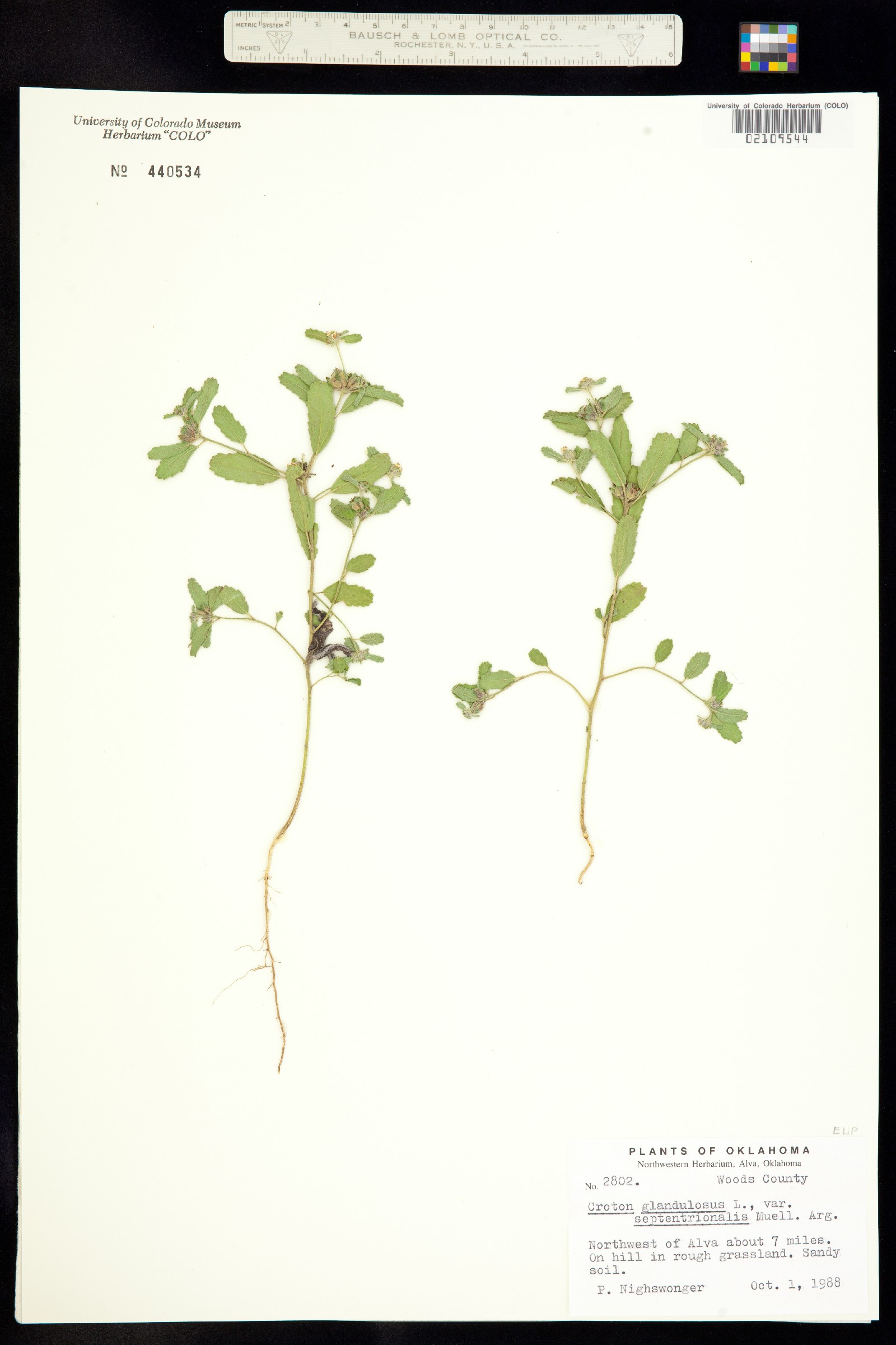 Croton glandulosus image