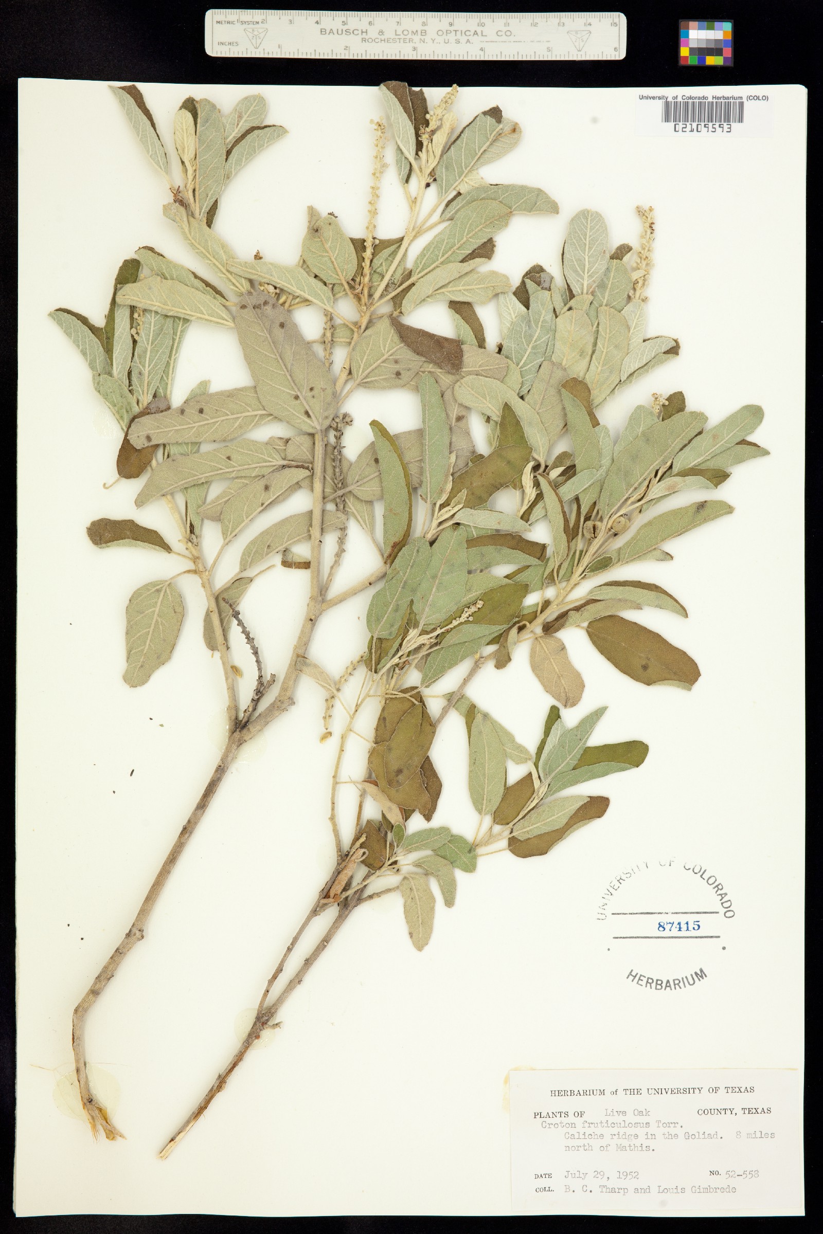 Croton fruticulosus image