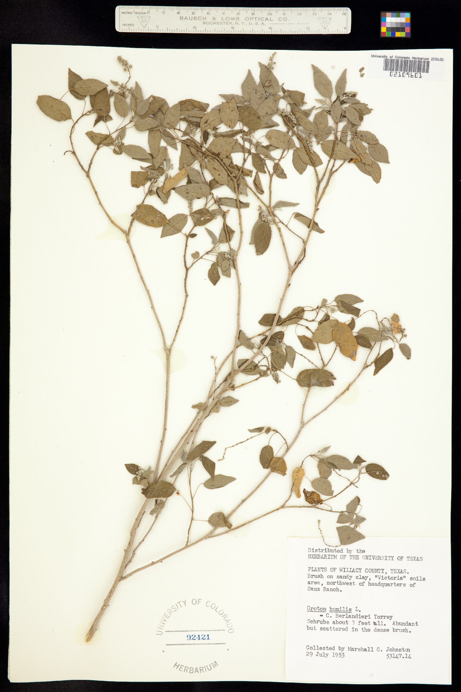 Croton humilis image