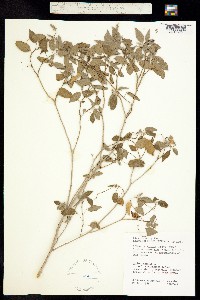 Image of Croton humilis