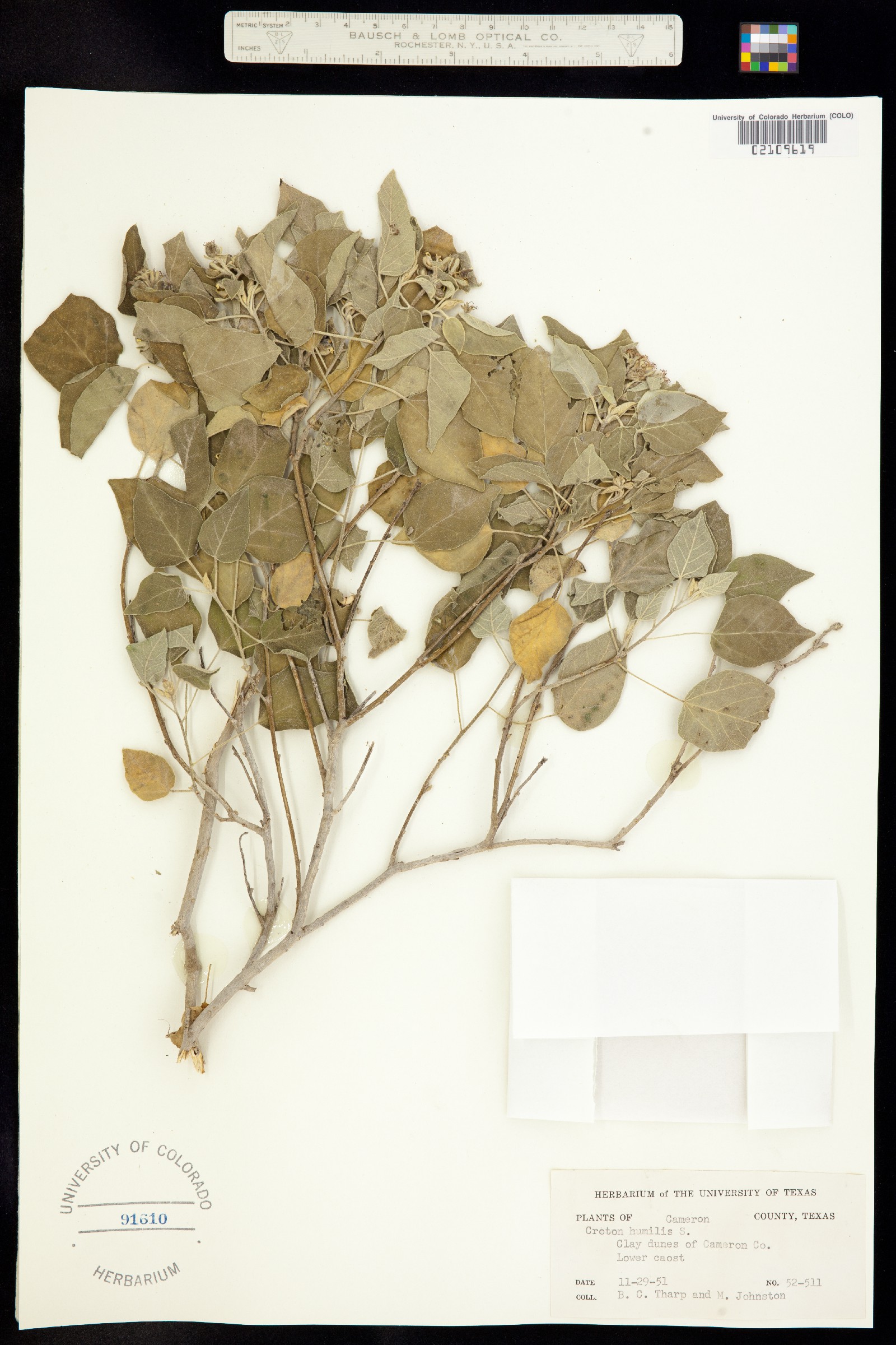 Croton humilis image