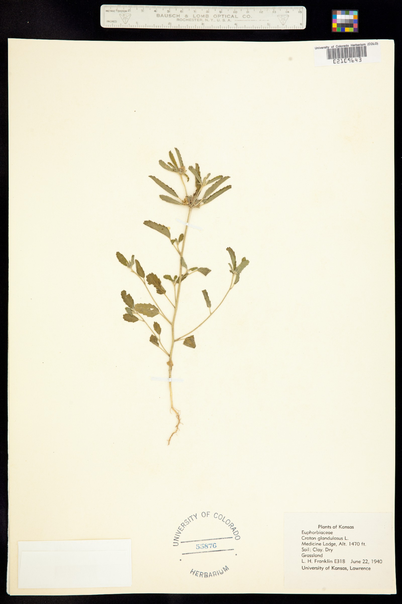 Croton glandulosus image