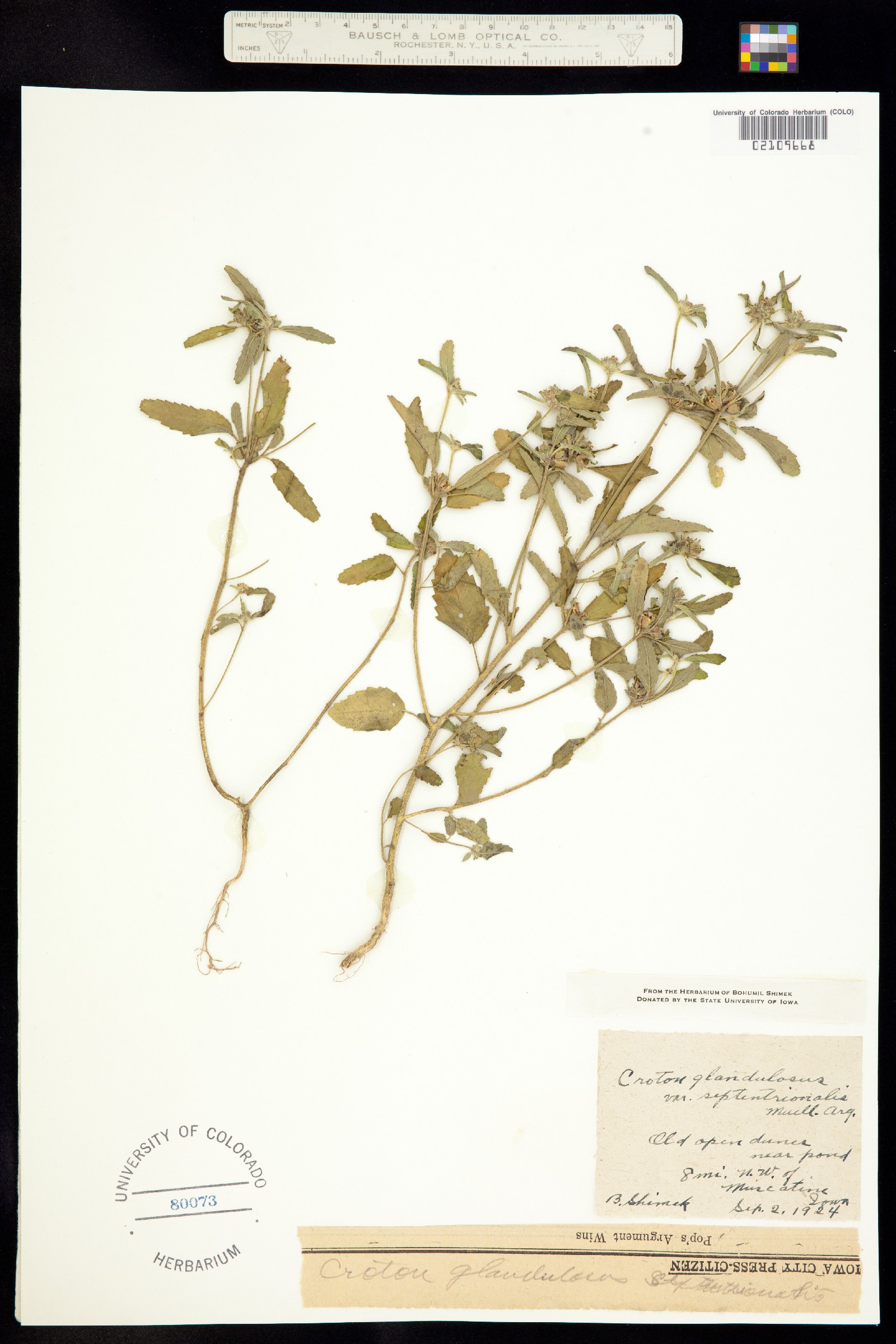Croton glandulosus image