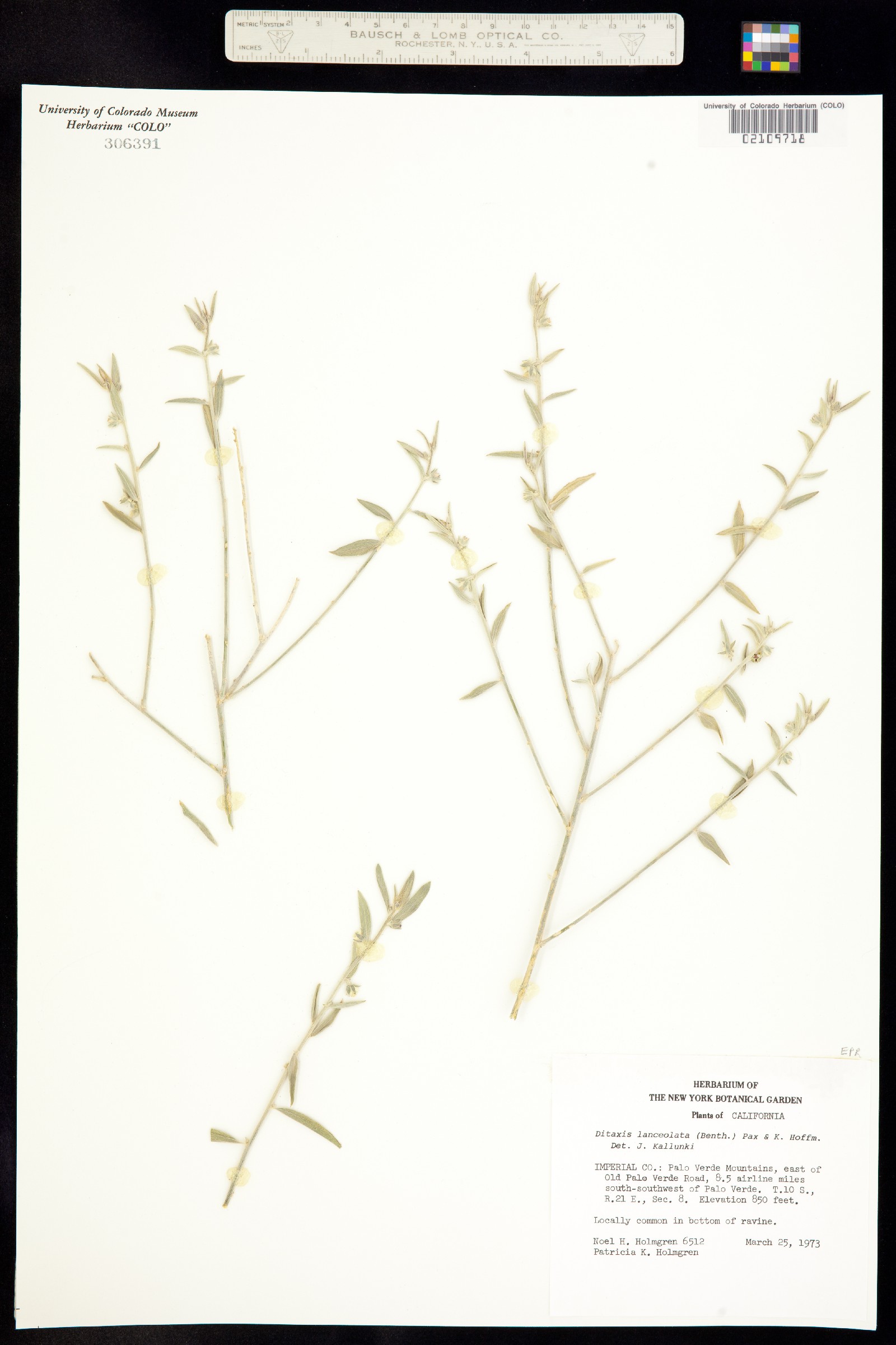 Ditaxis lanceolata image