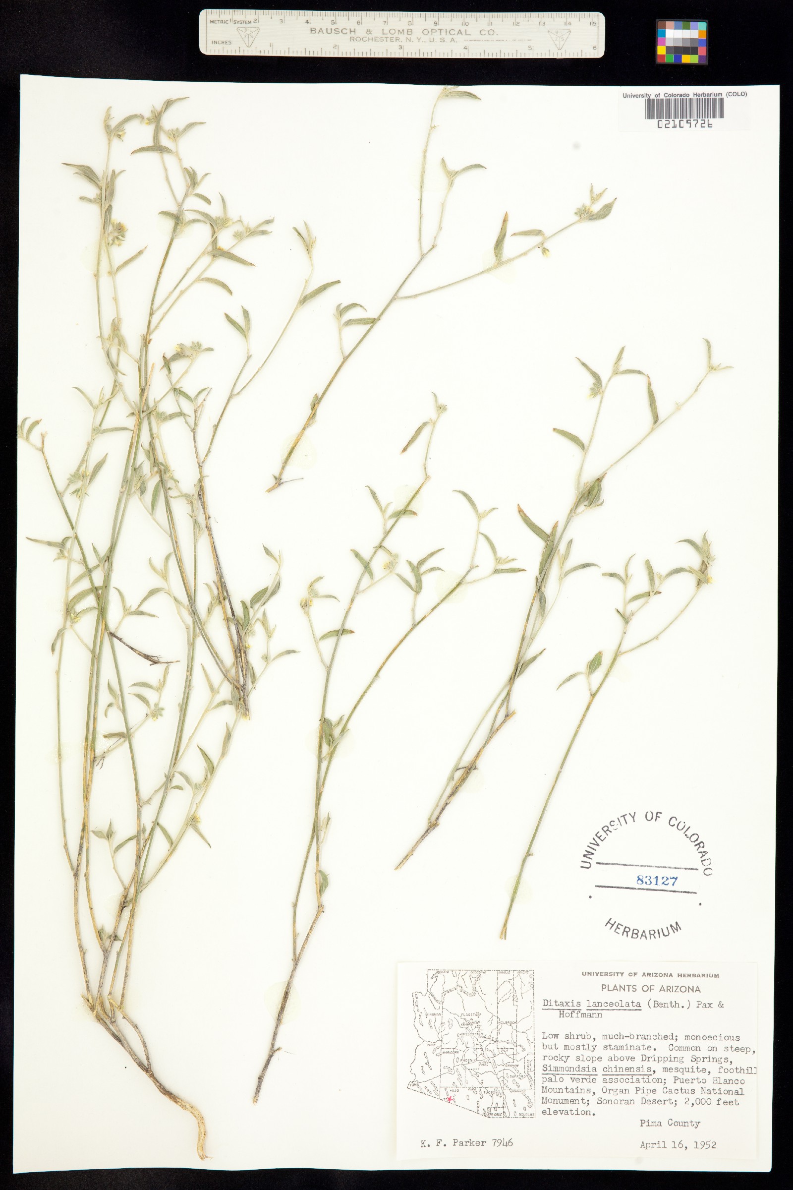 Ditaxis lanceolata image