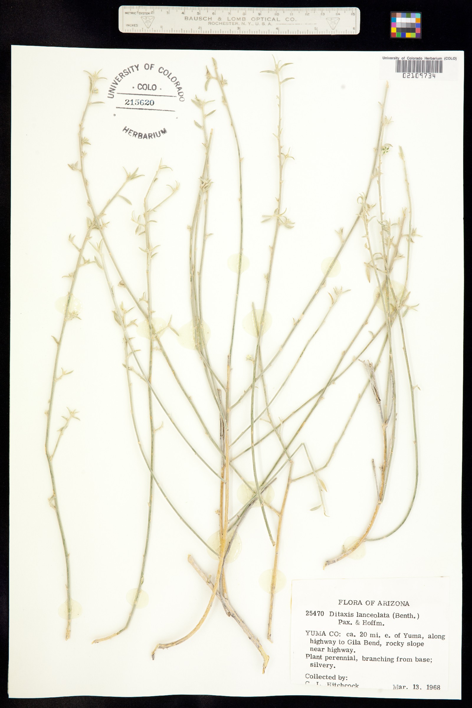 Ditaxis lanceolata image