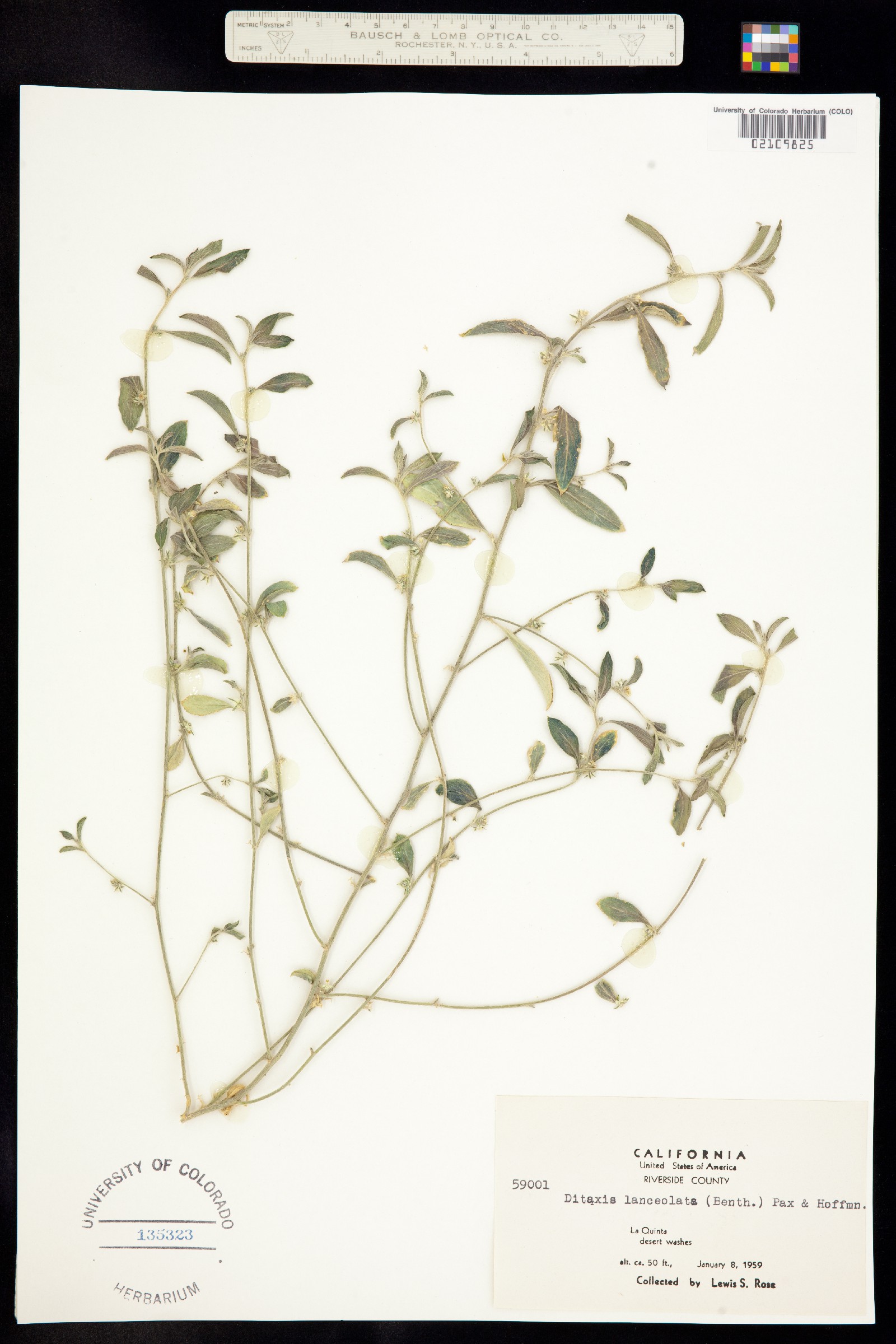 Euphorbiaceae image