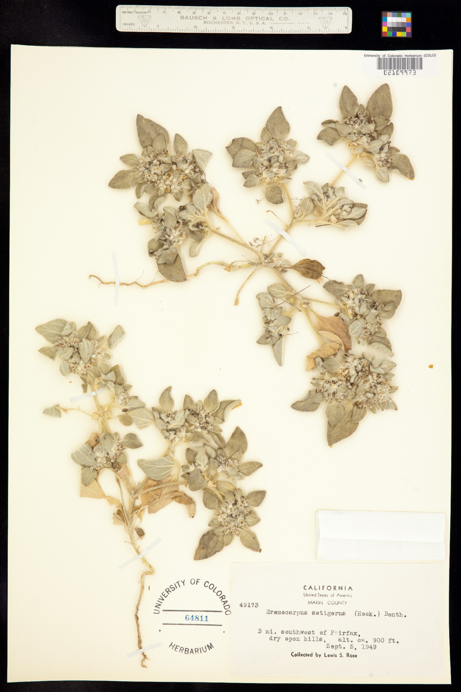 Croton setiger image