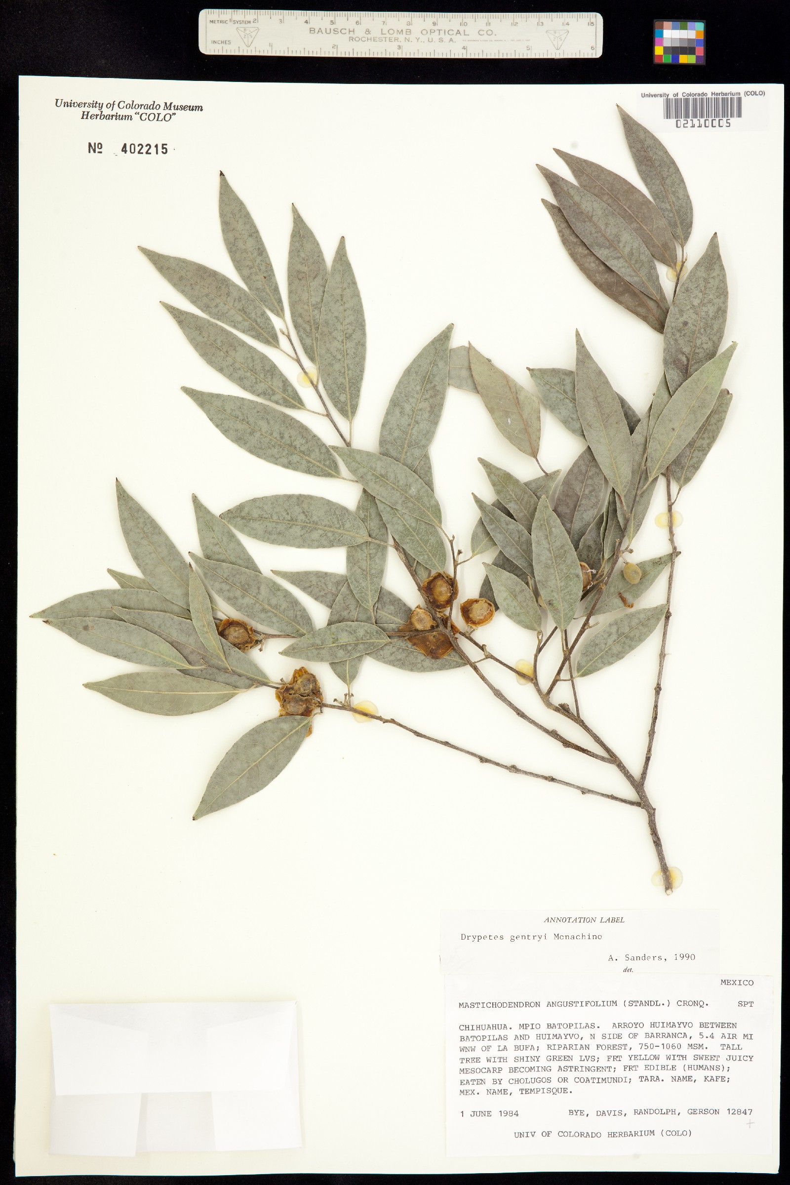 Drypetes gentryi image